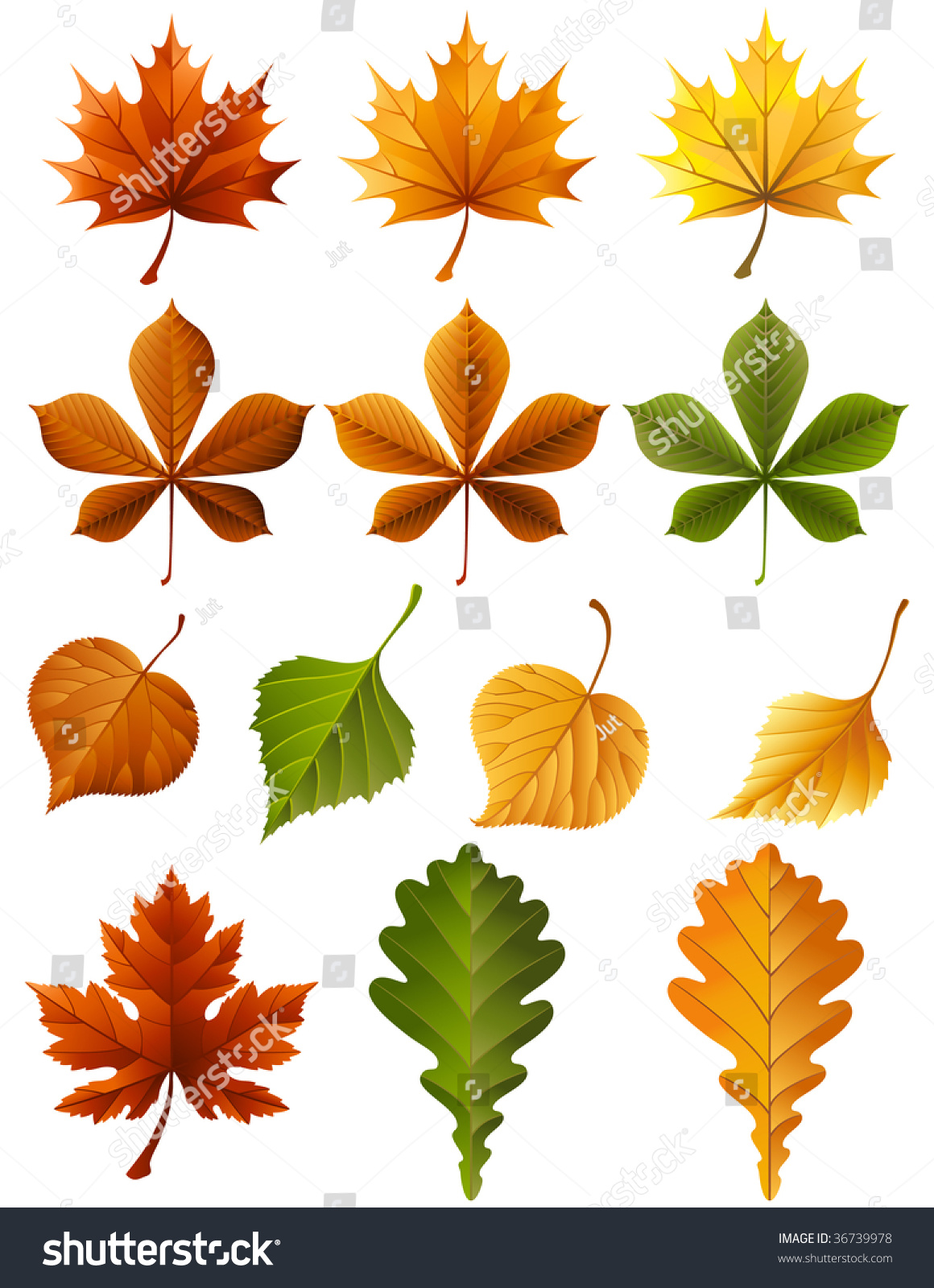 Vector Illustration Autumn Leaves Icon Set Stock Vector 36739978