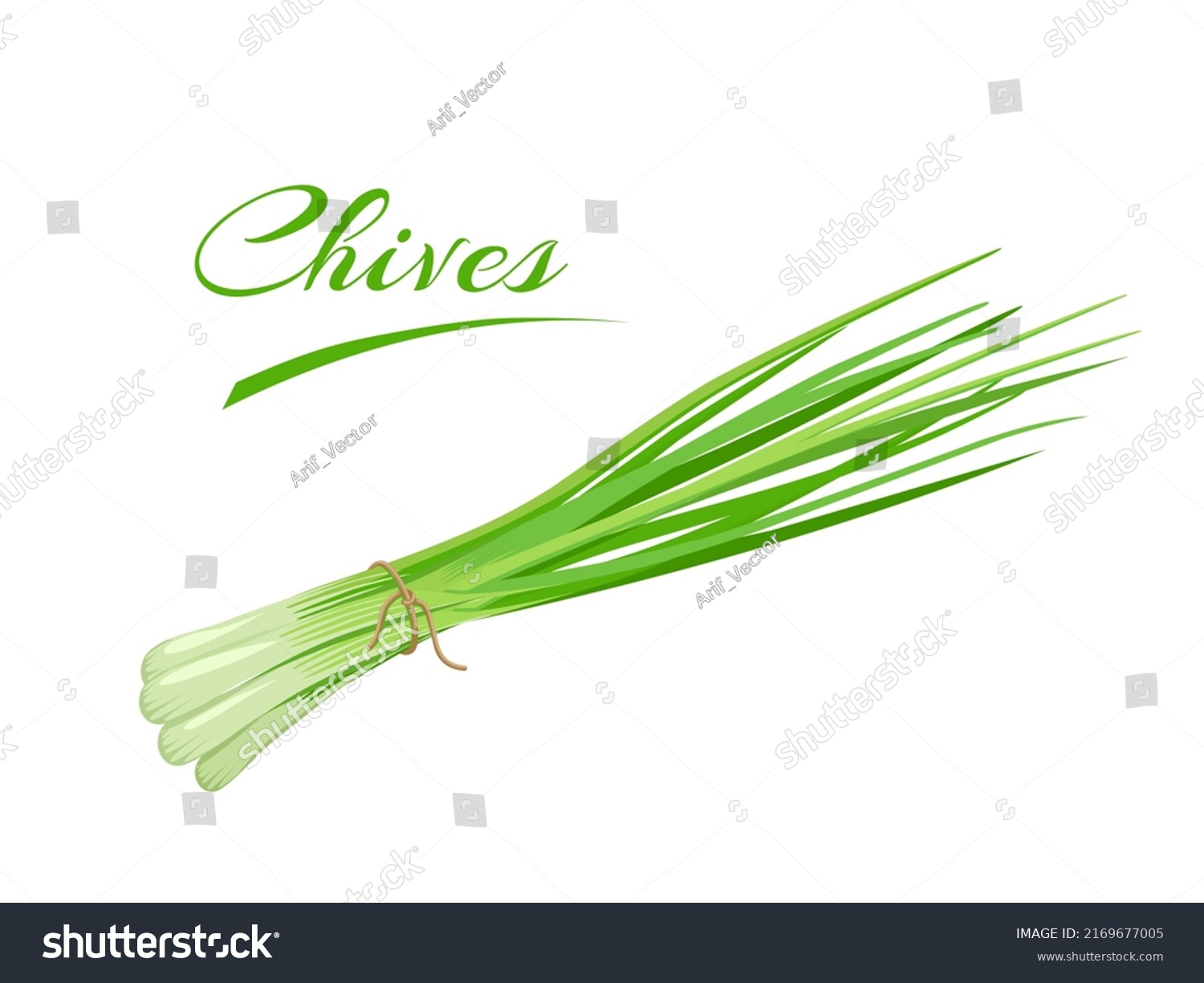 SVG of Vector illustration, bunch of fresh Chives, scientific name Allium schoenoprasum, isolated on a white background. svg