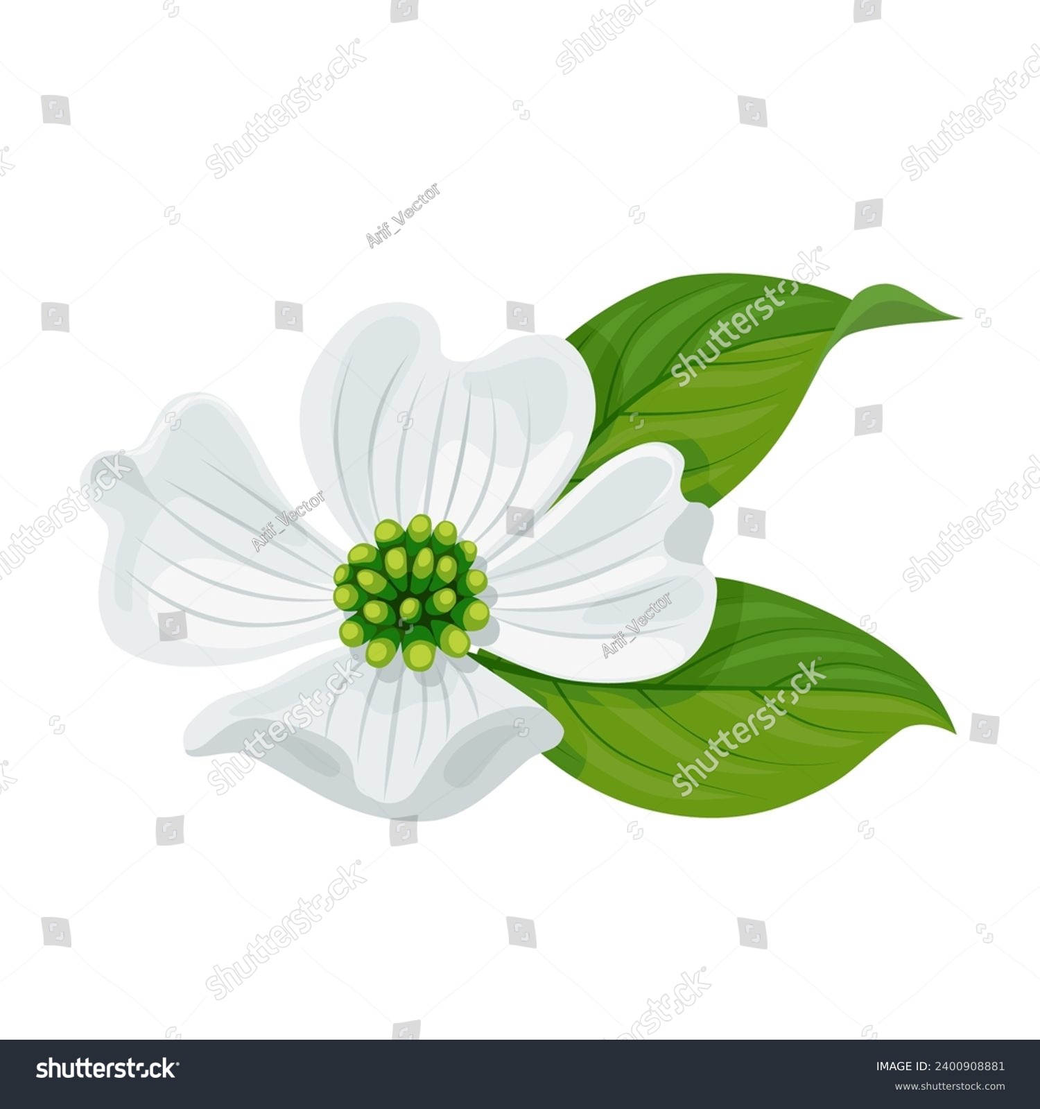 SVG of Vector illustration, Cornus florida or flowering dogwood, isolated on white background. svg