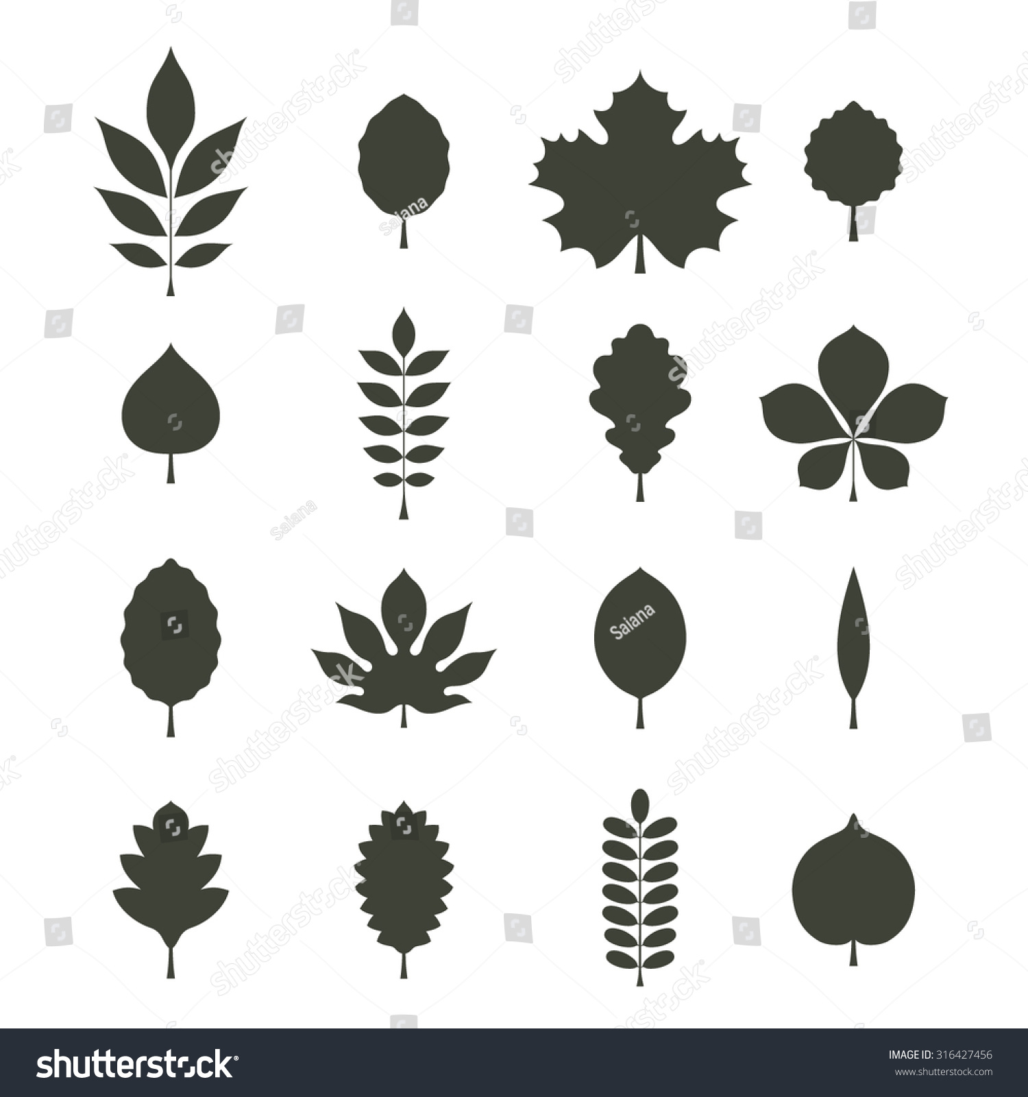 Vector Illustration: Dark Gray Silhouettes Of Tree Leaves (Elm, Beech ...