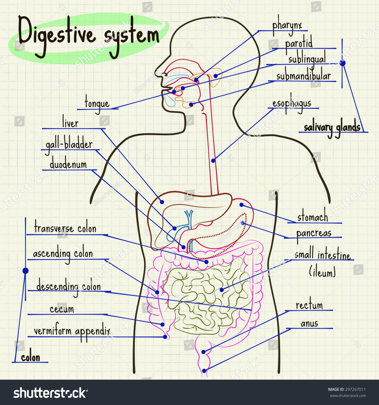 Vector Illustration Digestive System Of Man - 297267011 : Shutterstock