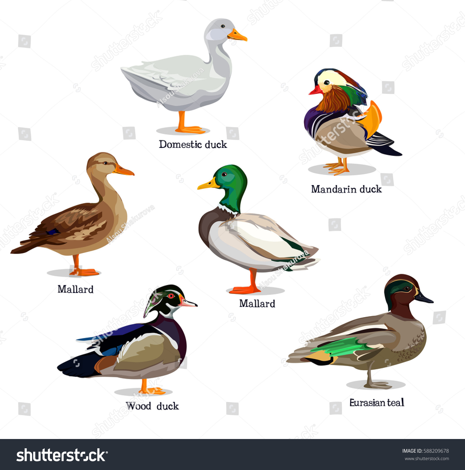 Vector Illustration Duck Set Stock Vector (Royalty Free) 588209678