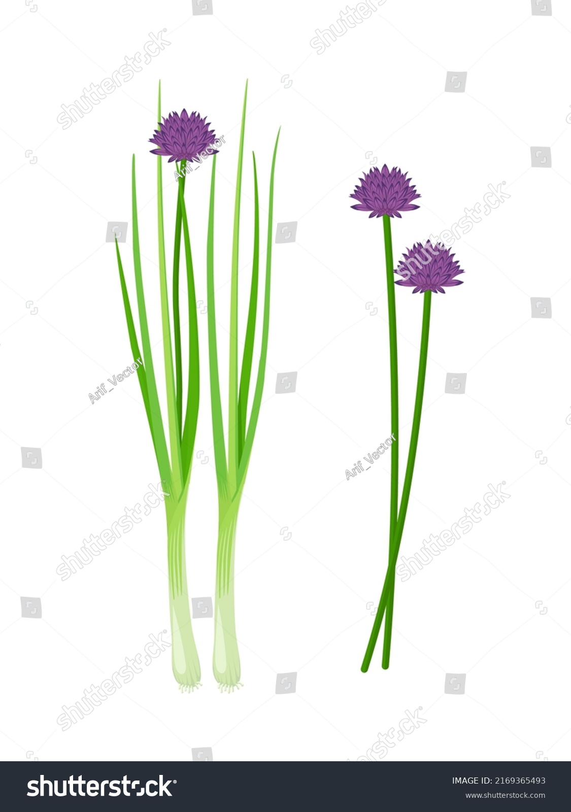 SVG of Vector illustration, fresh chives with flowers, scientific name Allium schoenoprasum, isolated on white background. svg