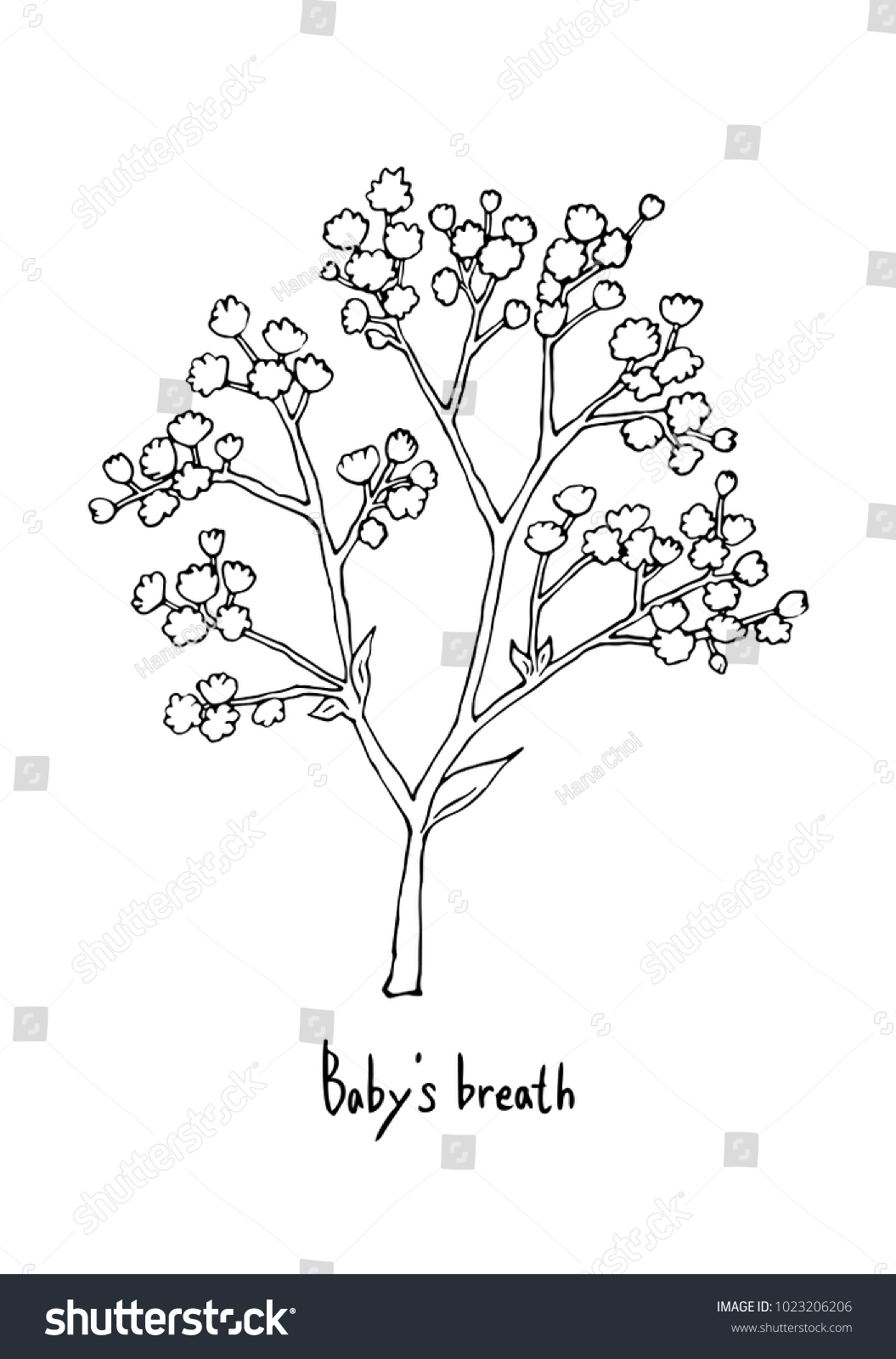 Vector Illustration Hand Drawing Babys Breath Stock Vector Royalty Free