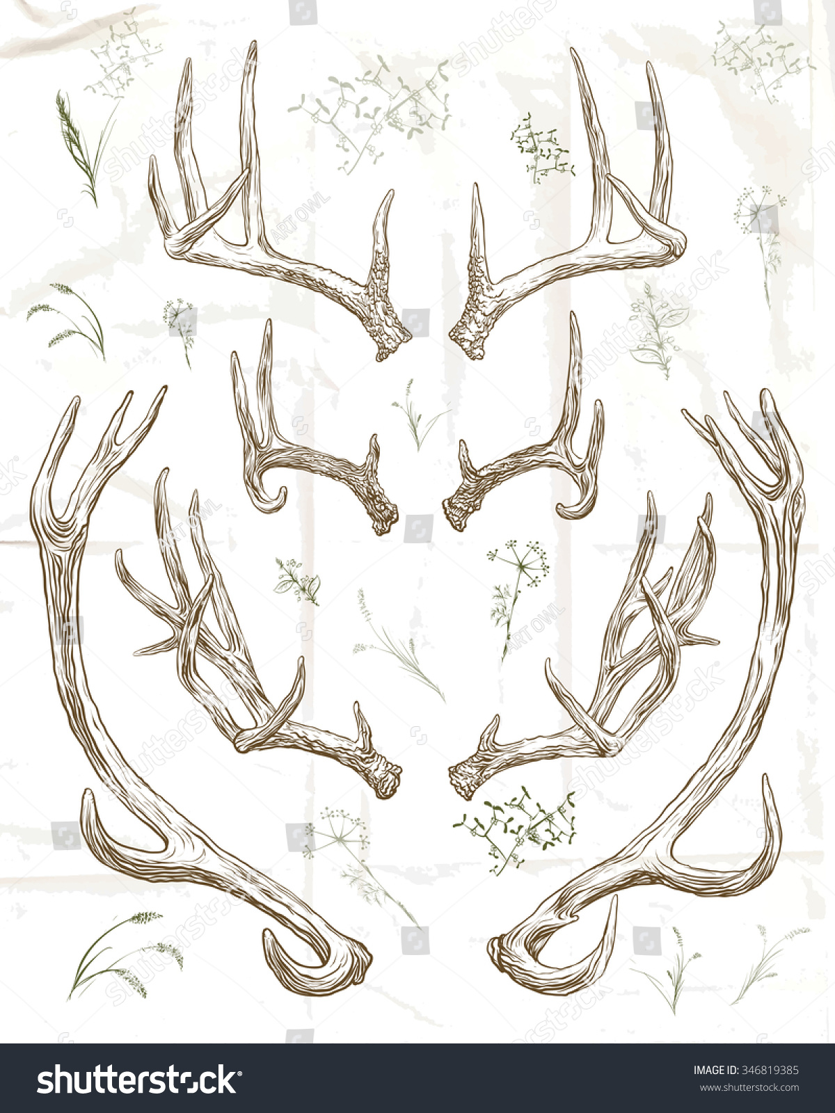 Vector Illustration. Hand Drawing.Deer Horns. - 346819385 : Shutterstock
