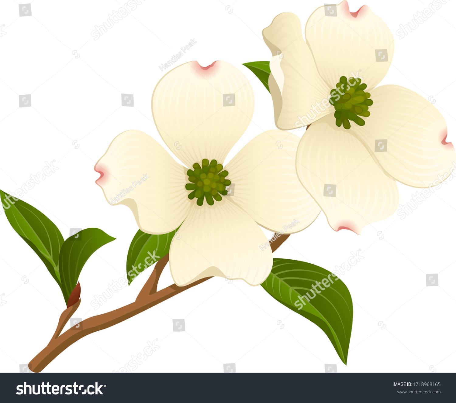 SVG of Vector illustration of a branch of a dogwood tree with two open flowers. svg