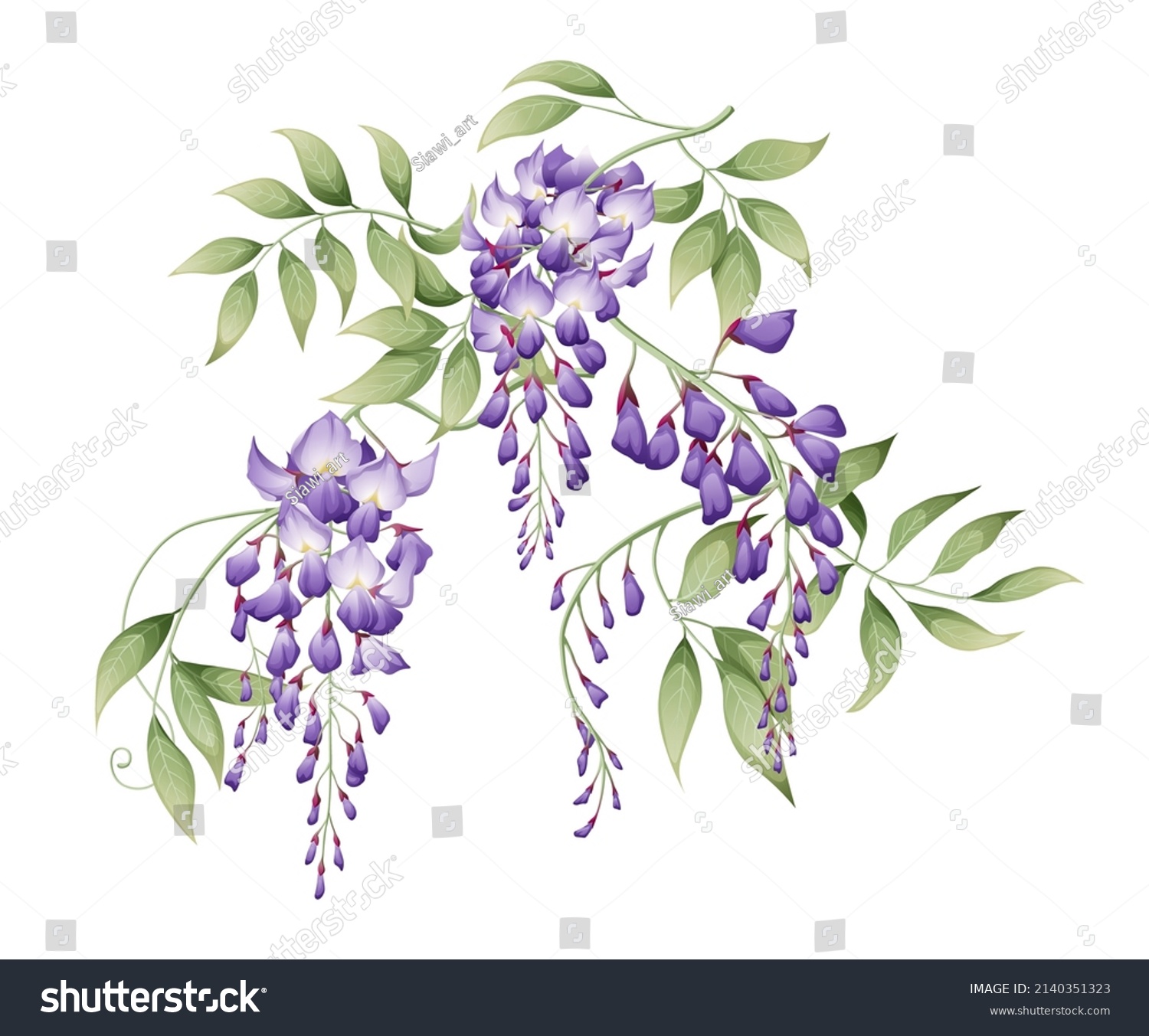 SVG of Vector illustration of a branch of wisteria with green leaves. Great for decorating cards, invitations, etc. svg