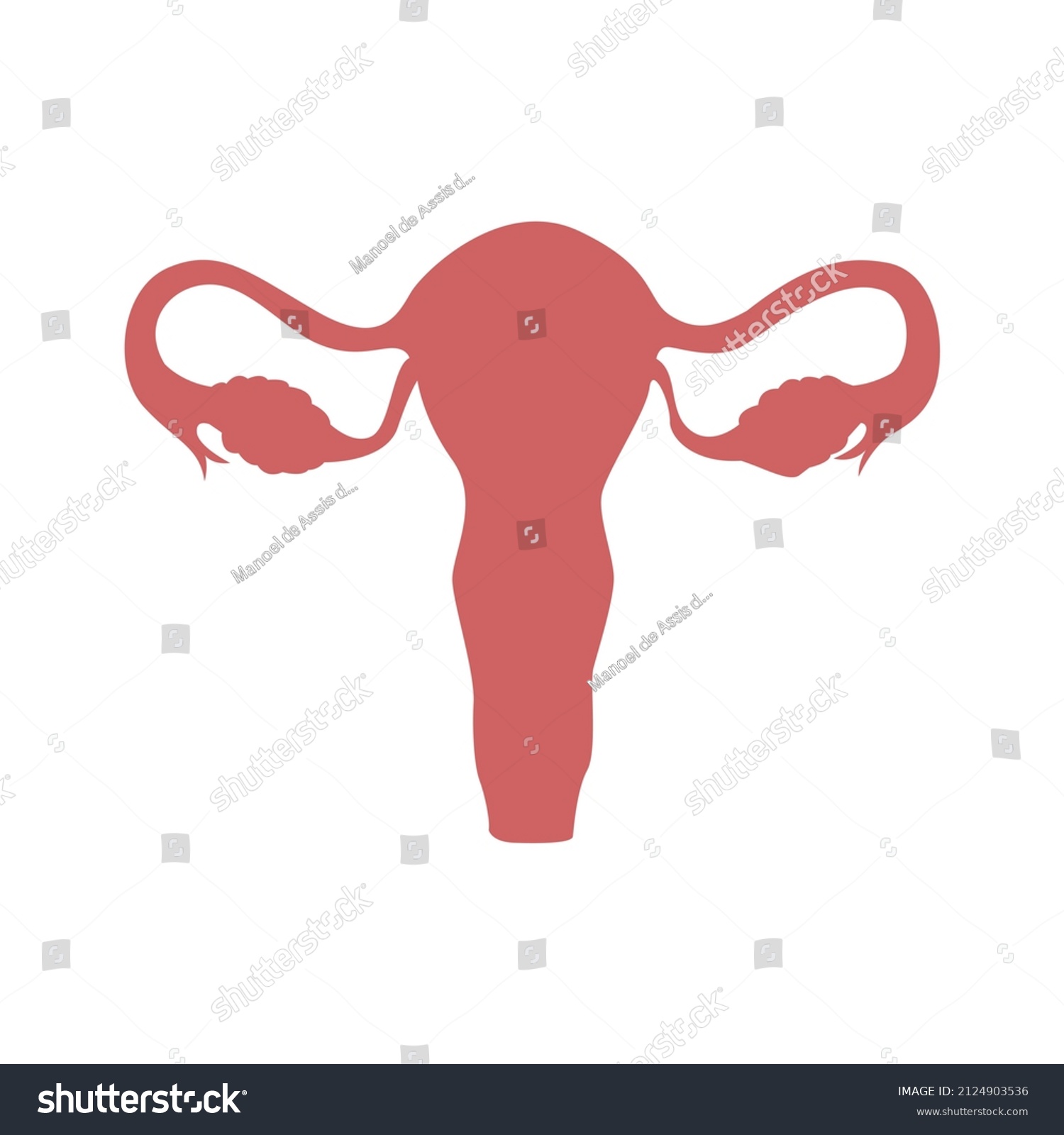 Vector Illustration Human Uterus Anatomy Organs Stock Vector (Royalty ...