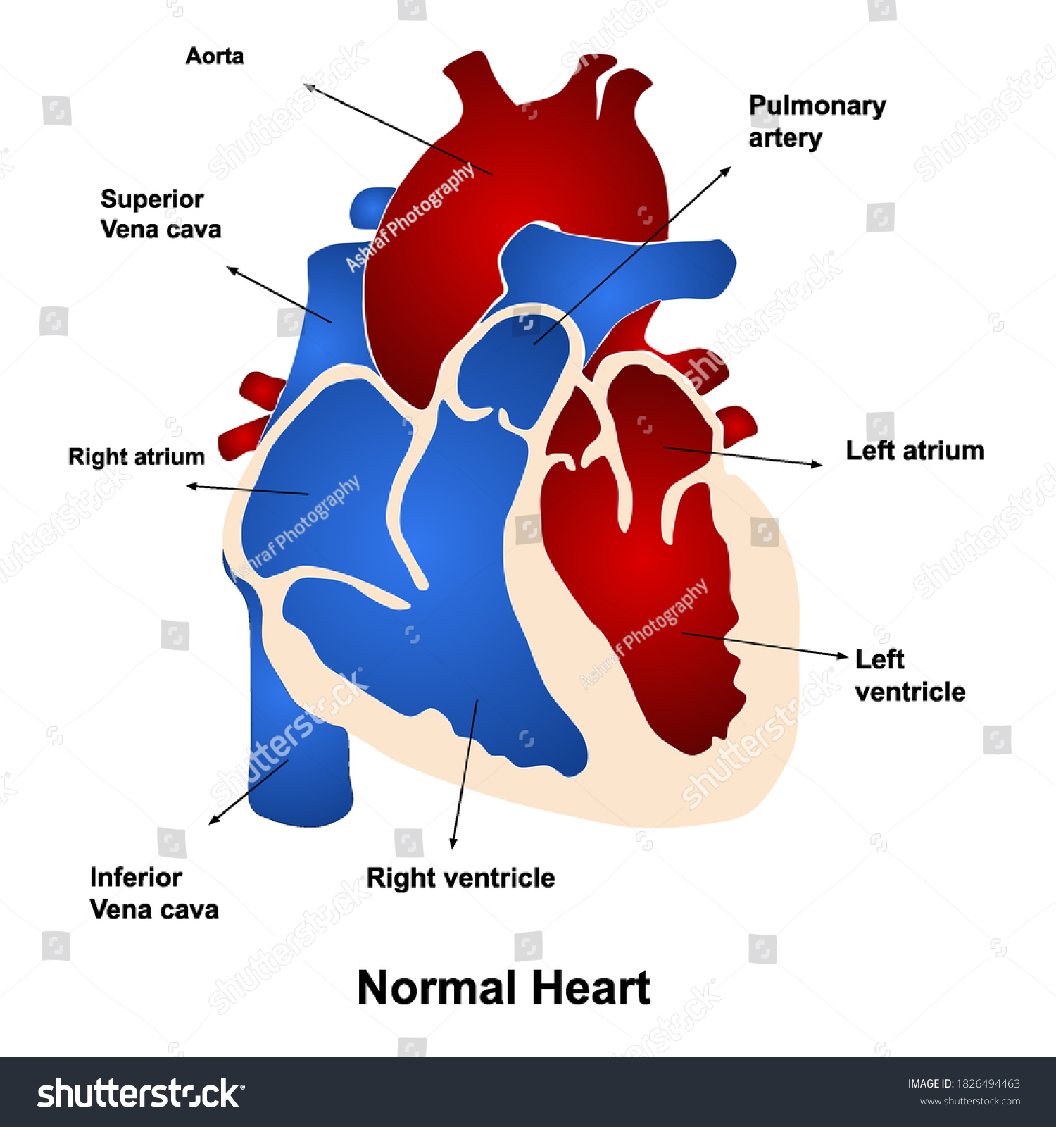 Vector Illustration Anatomy Human Heart Stock Vector (Royalty Free ...