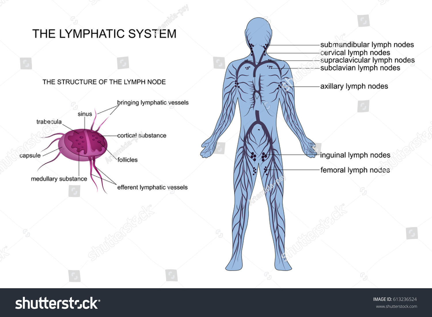 Vector Illustration Anatomy Lymphatic System Stock Vector 613236524 ...