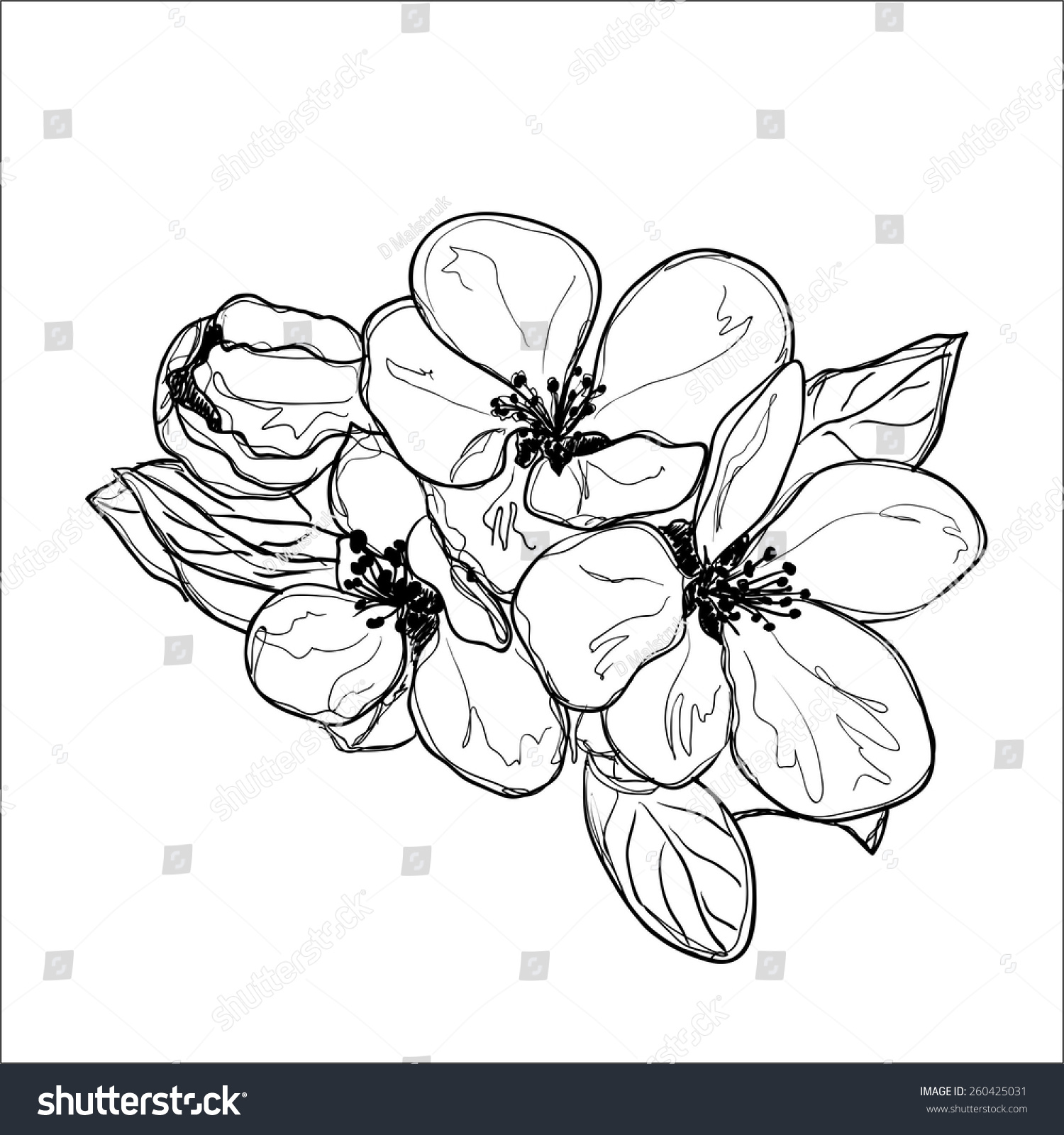 Vector Illustration Apple Blossom Stock Vector 260425031 - Shutterstock