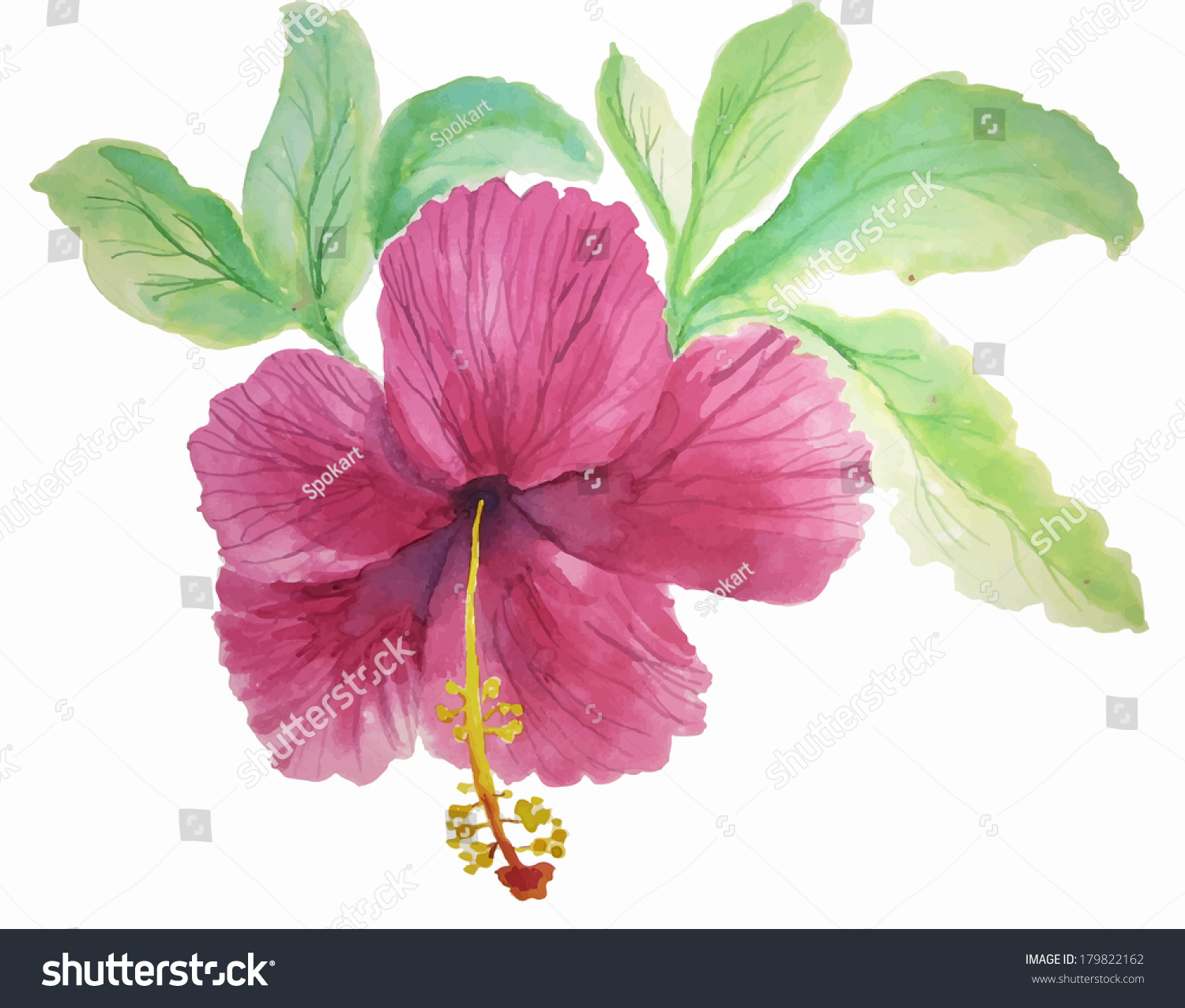 Vector Illustration Beautiful Hibiscus Flower Painted Stock Vector ...