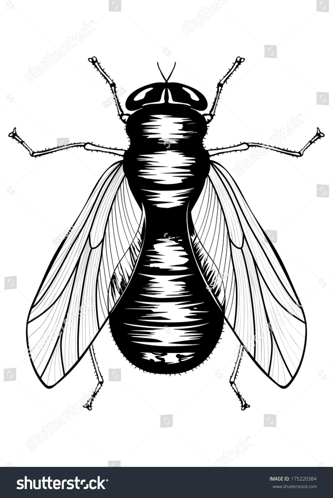 Vector Illustration Black Fly Stock Vector (Royalty Free) 175220384