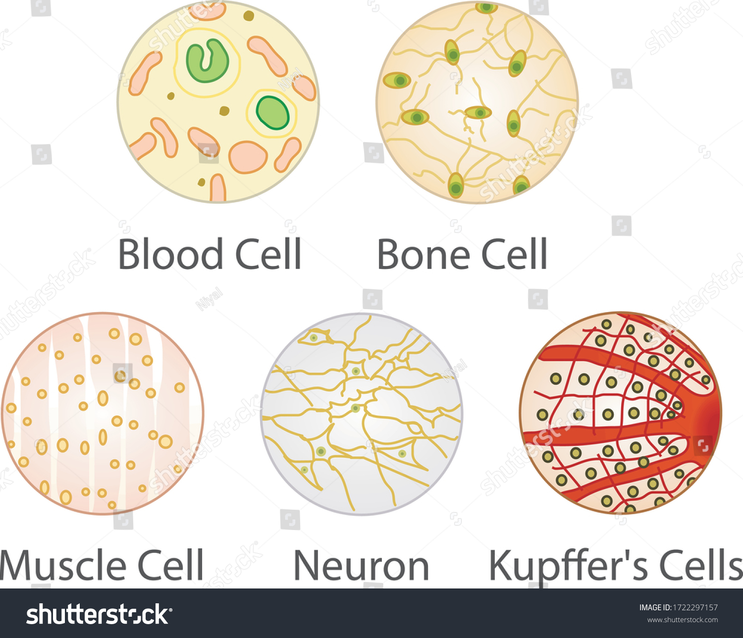 Kupffer cell Images, Stock Photos & Vectors | Shutterstock