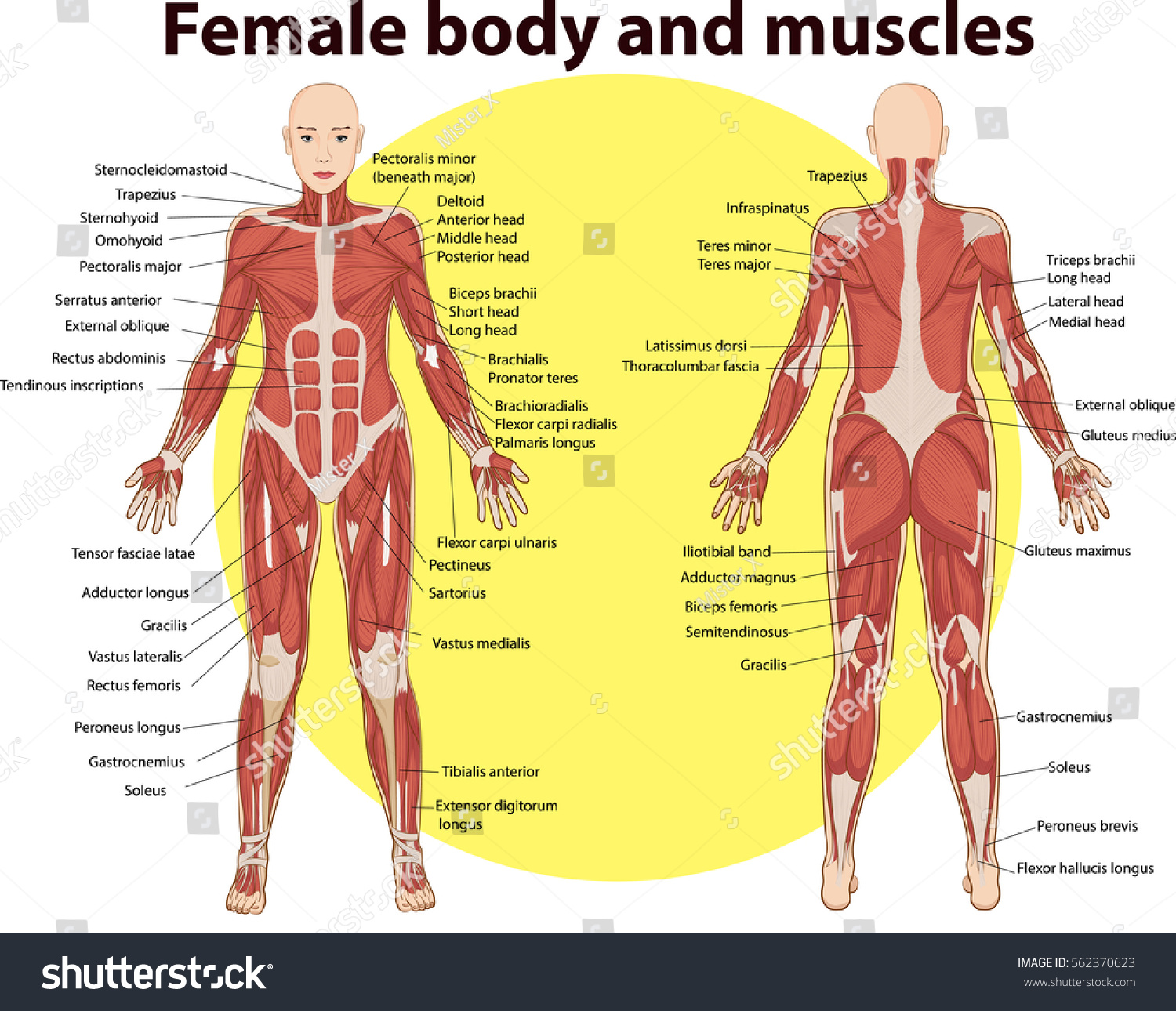 Vector Illustration Body Muscles Anatomy Stock Vector Royalty Free 562370623