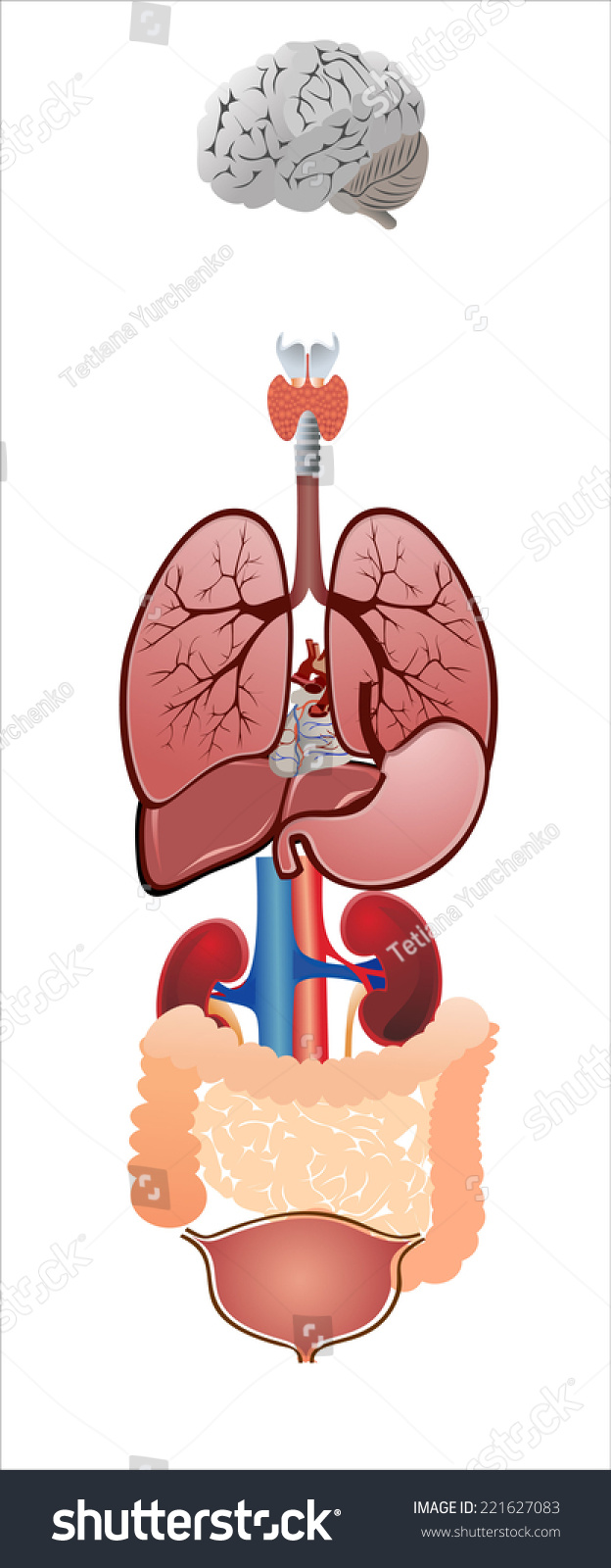 Vector Illustration Diagram Human Anatomy Stock Vector 221627083