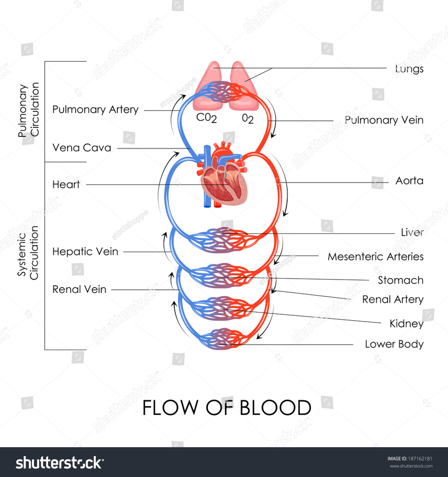 Vector Illustration Of Flow Of Blood In Circulatory System - 187162181 ...