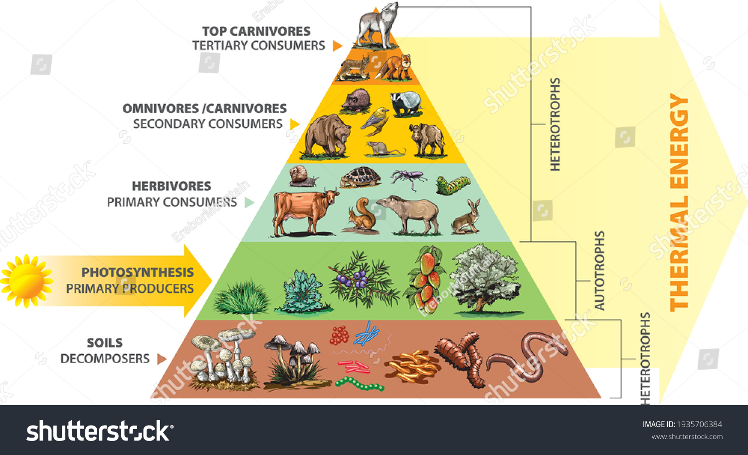 2,660,153 Forest wildlife Images, Stock Photos & Vectors Biology Diagrams
