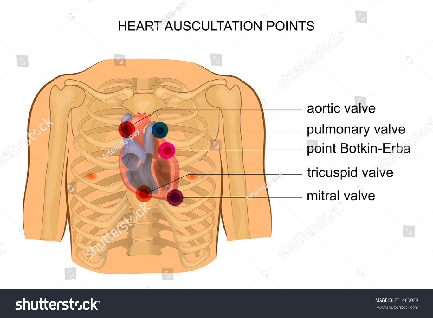 Vector Illustration Heart Auscultation Points Cardiology Stock Vector ...