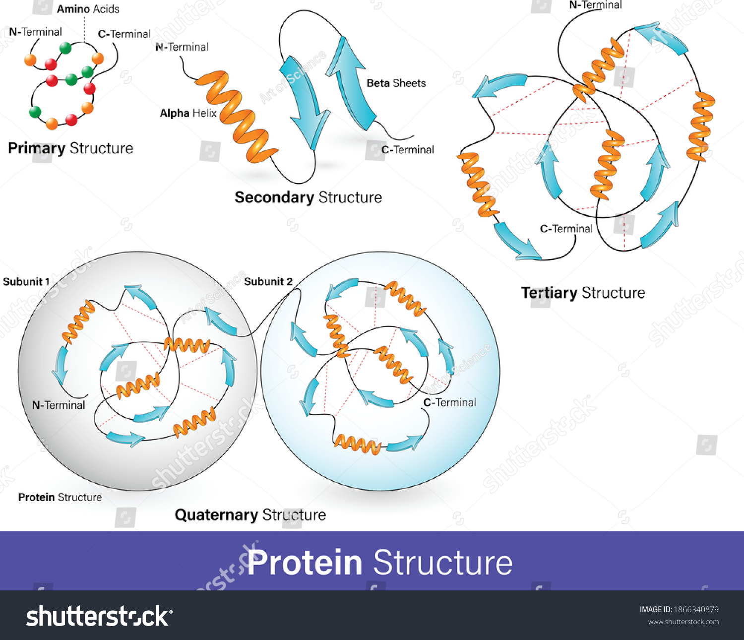 Vector Illustration Hierarchy Protein Structure Alpha Stock Vector Royalty Free 1866340879 1972