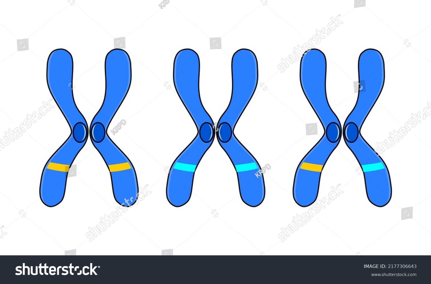 Vector Illustration Homologous Heterologous Chromosome On Stock Vector ...