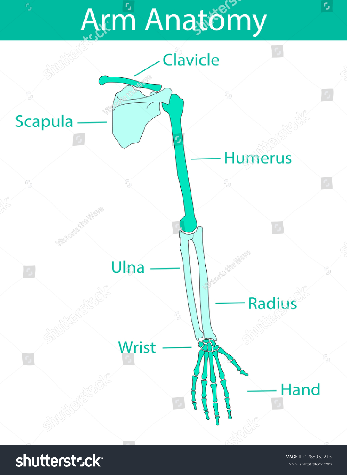 Vector Illustration Human Arm Skeletal Anatomy Stock Vector Royalty Free 1265959213