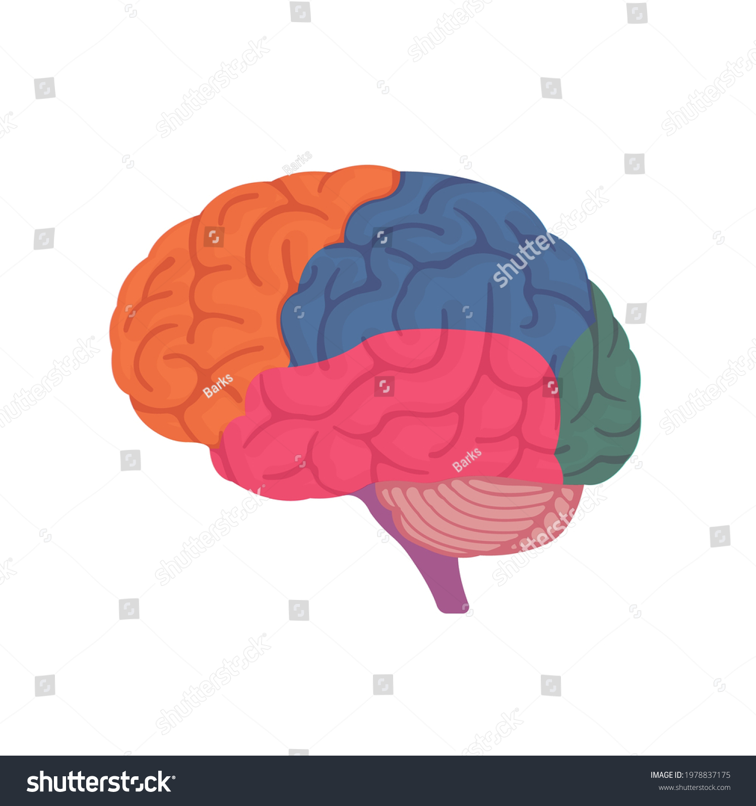 Vector Illustration Human Brain Anatomy Structure Stock Vector Royalty Vector Illustration Human Brain Anatomy Structure Stock Vector Royalty