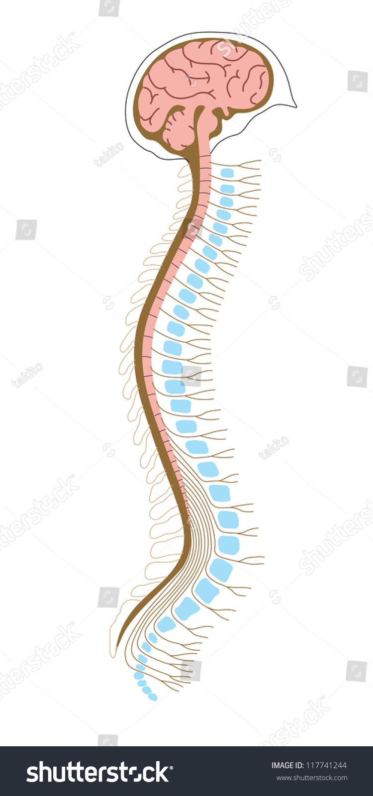 Vector Illustration Human Brian Spinal Cord Stock Vector 117741244