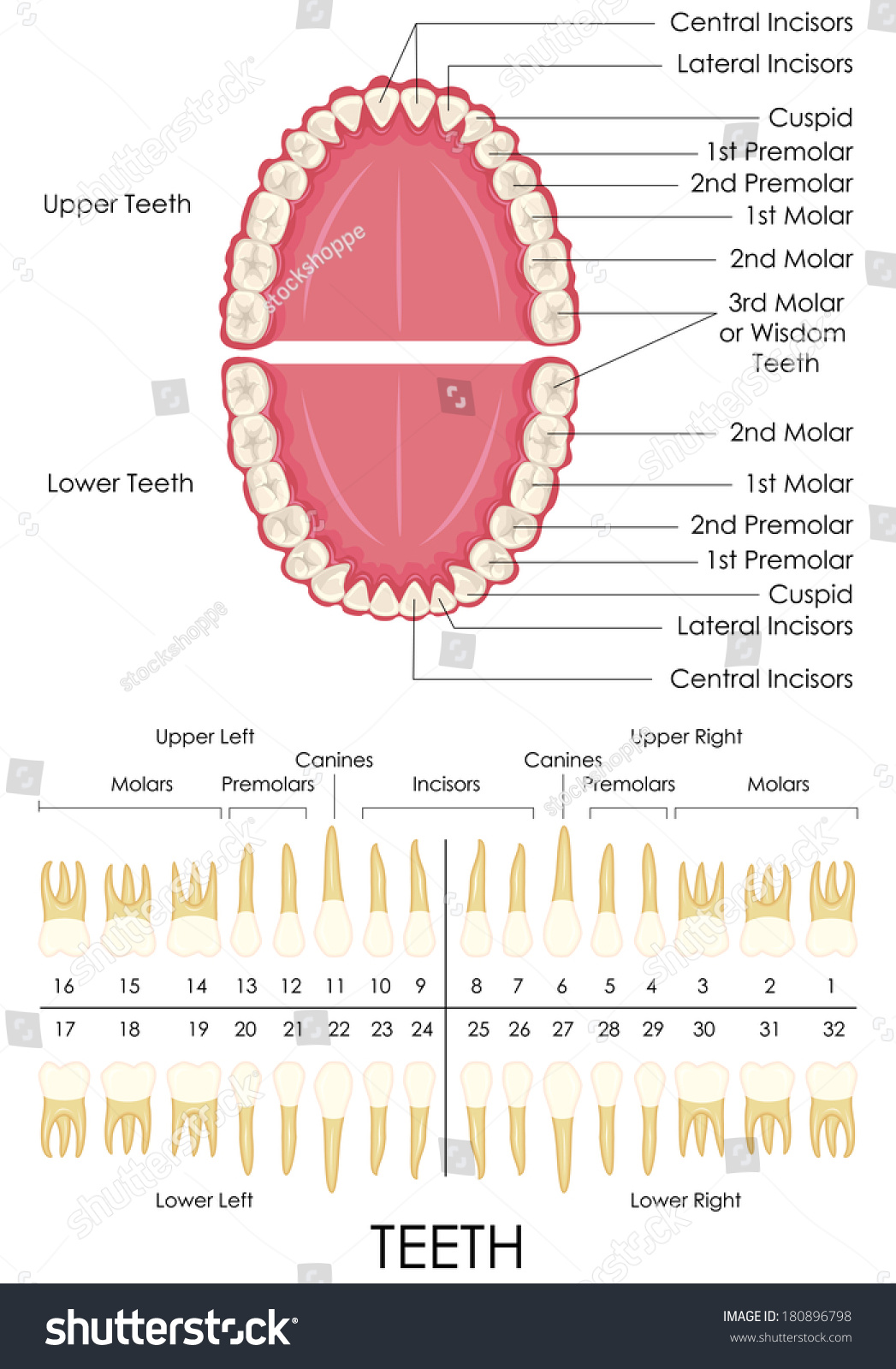 Vector Illustration Of Human Dental Anatomy - 180896798 : Shutterstock