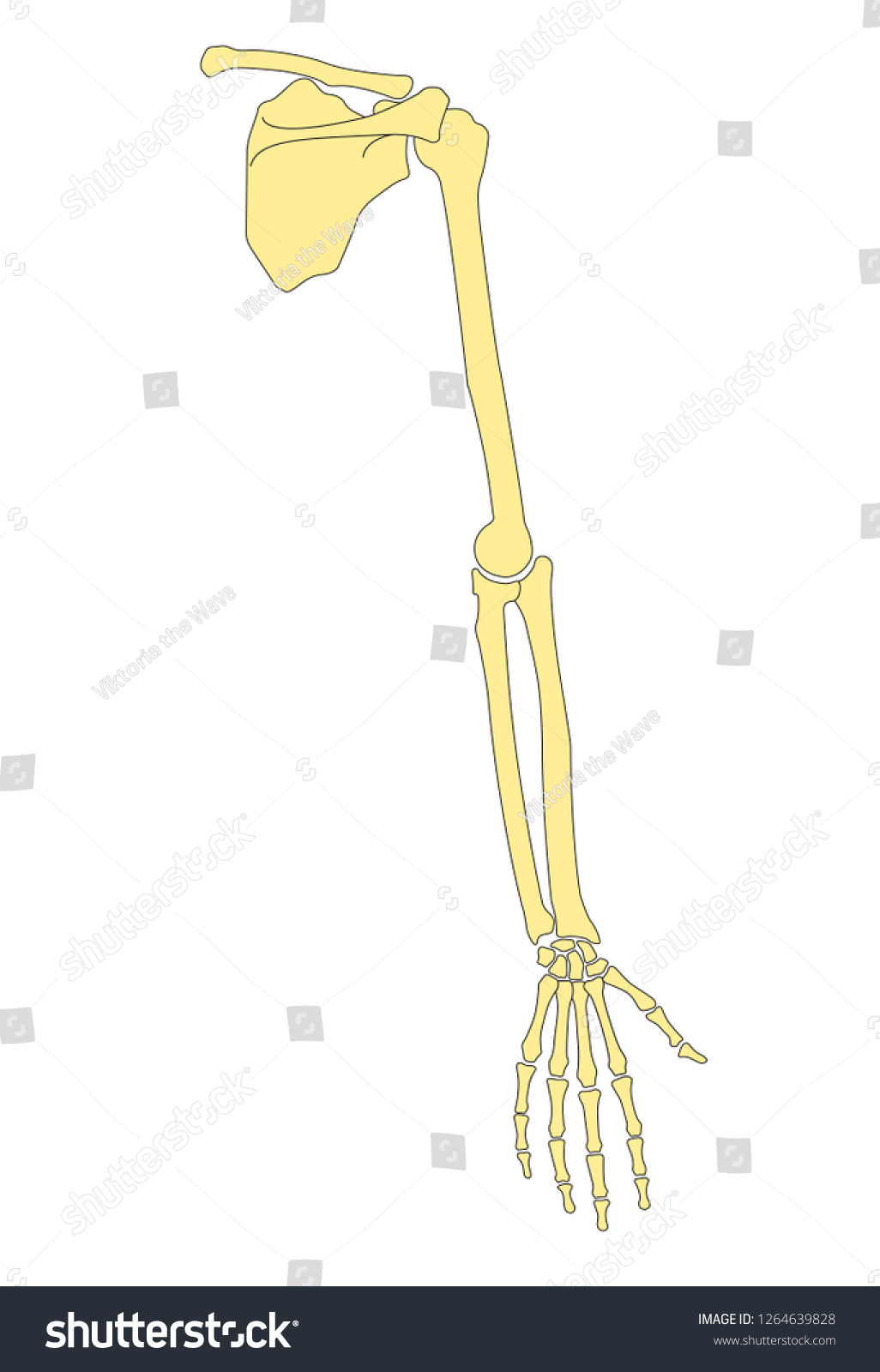 Vector Illustration Human Hand Bones Structure Stock Vector (Royalty ...