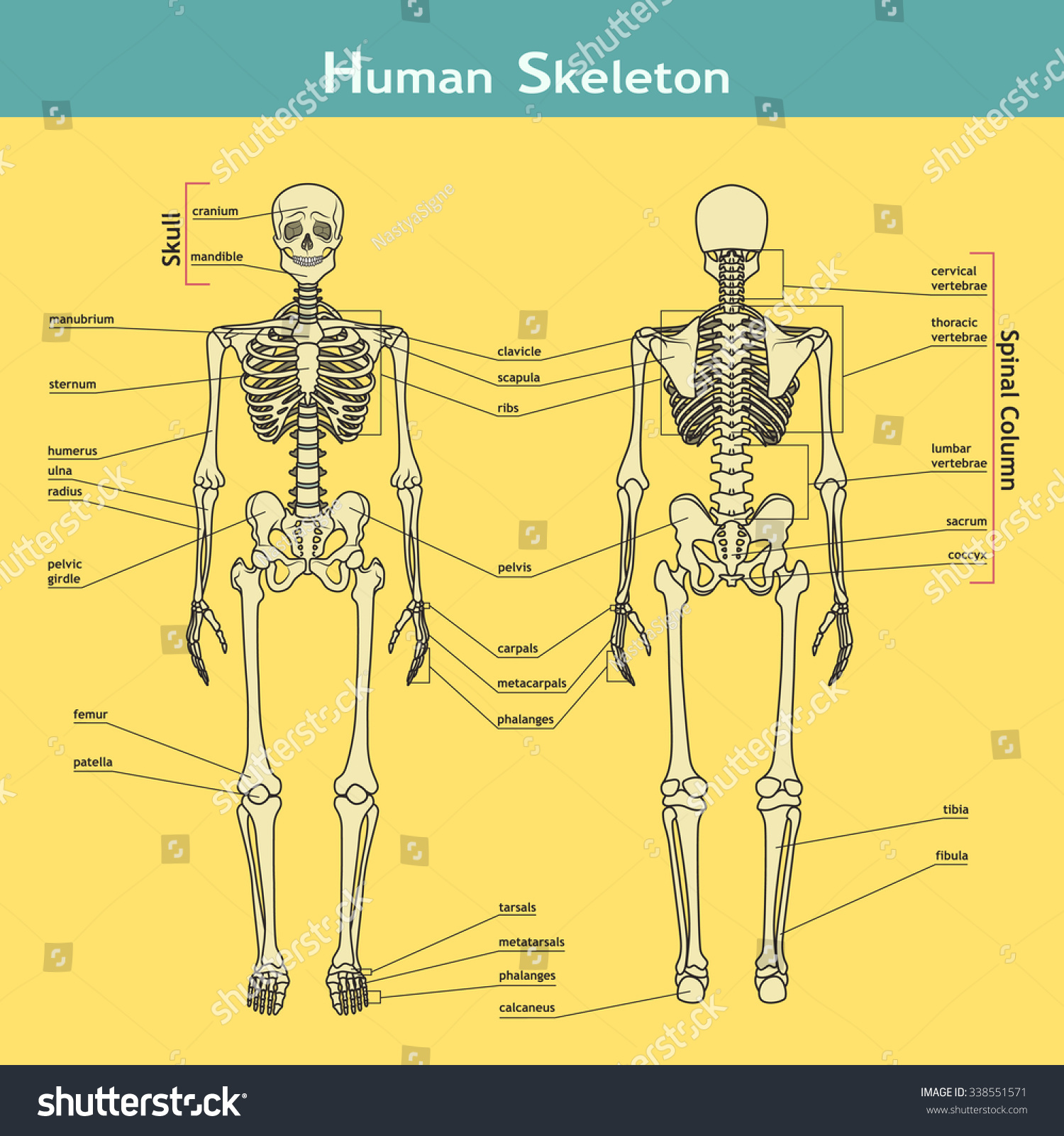 Vector Illustration Of Human Skeleton. Didactic Board Of Anatomy Of ...