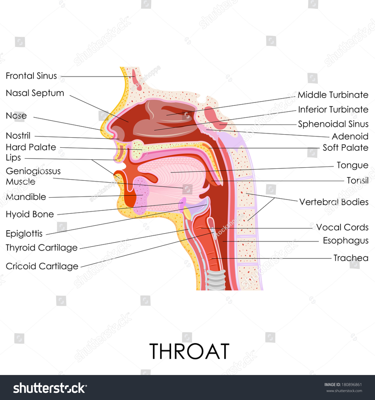 人体喉咙解剖的矢量插图库存矢量图 免版税