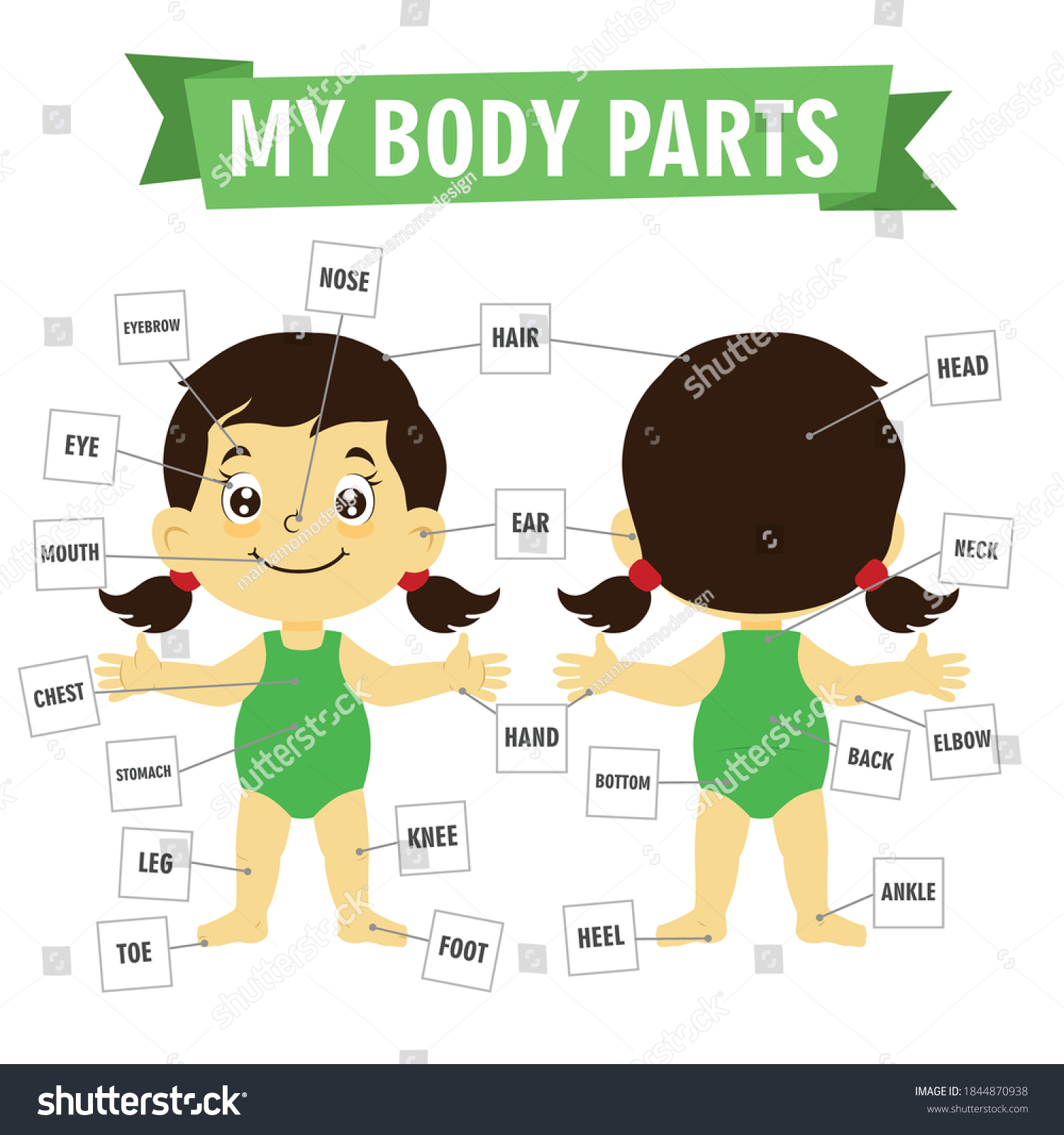 Vector Illustration Kids Body Parts School Stock Vector (Royalty Free ...