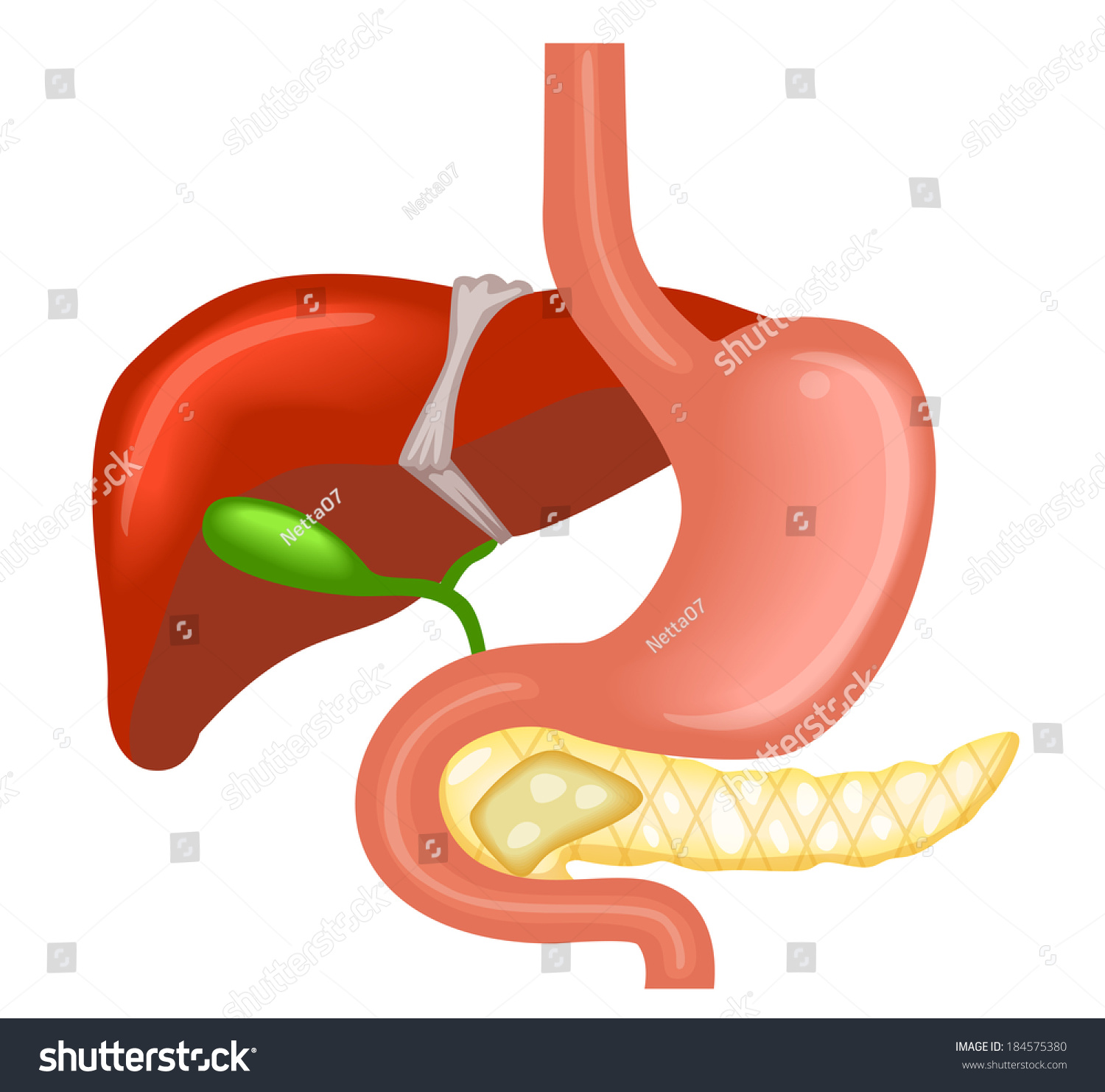 Vector Illustration Liver Gallbladder Duodenum Pancreas Stock Vector ...