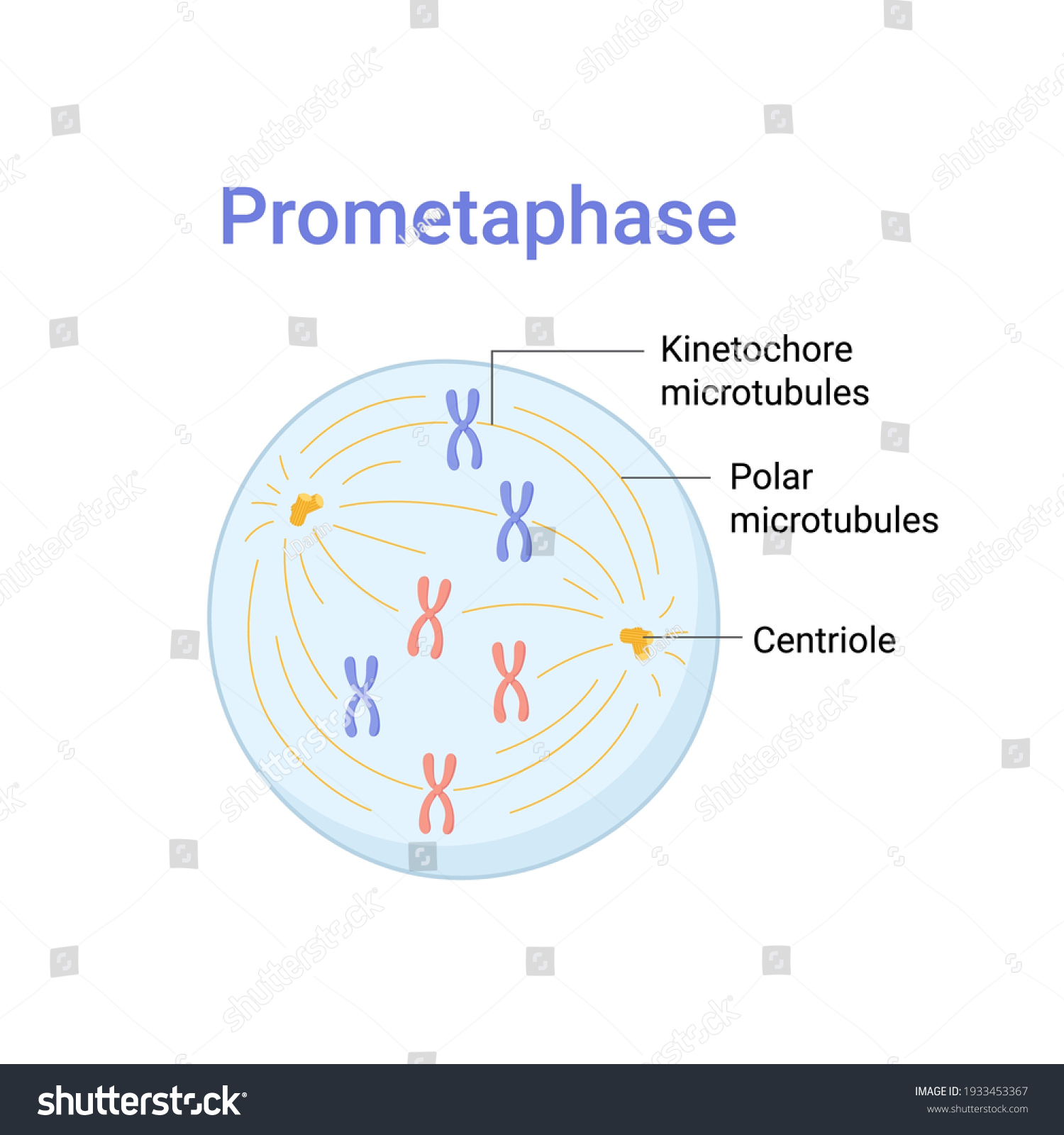 451 Prometaphase Images, Stock Photos & Vectors | Shutterstock