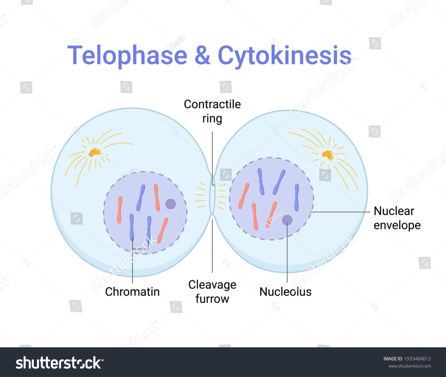 Vector Illustration Mitosis Phase Telophase Cytokinesis Vector Có Sẵn Miễn Phí Bản Quyền 