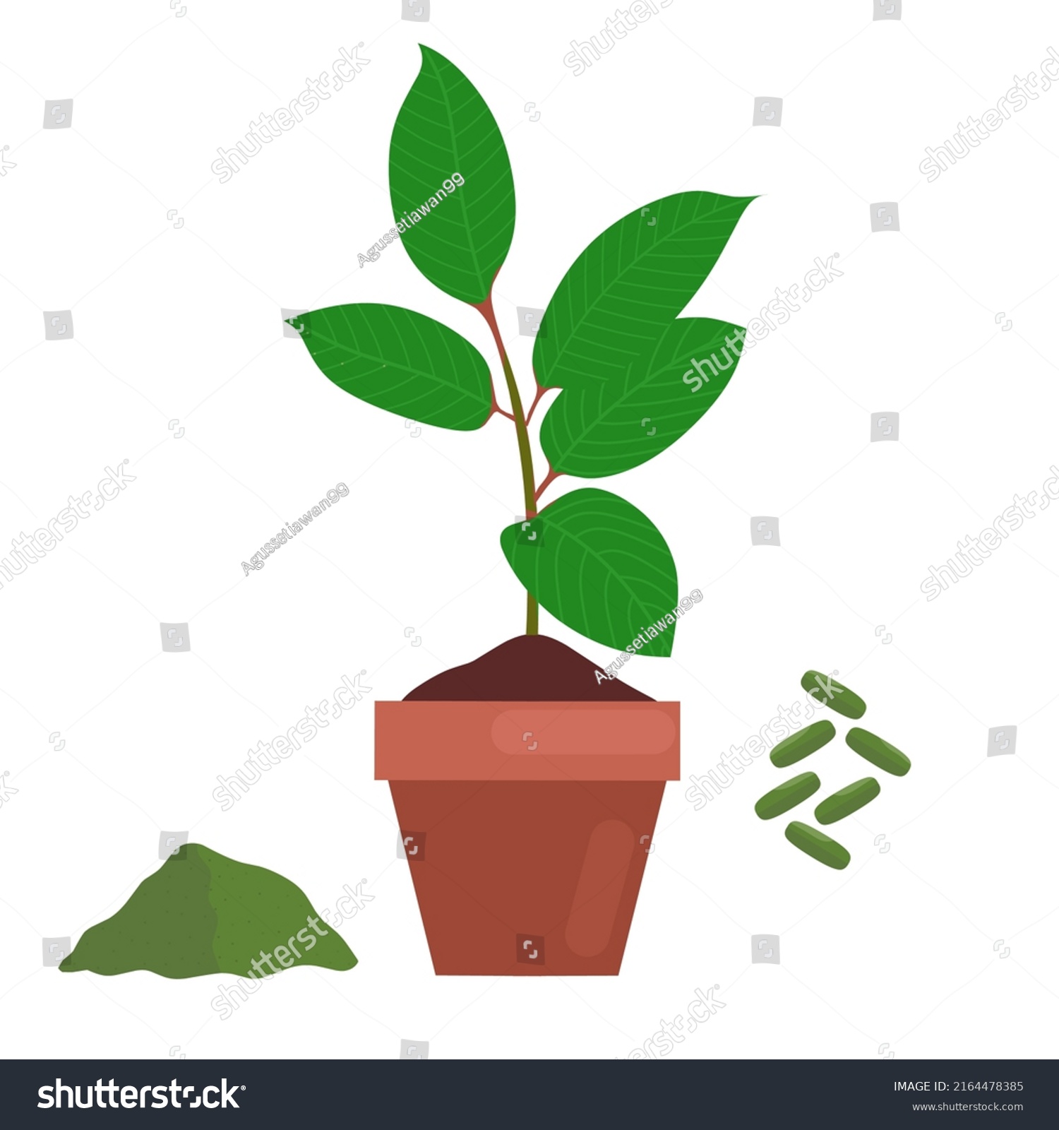 Vector Illustration Mitragyna Speciosa Kratom Plant Stock Vector ...