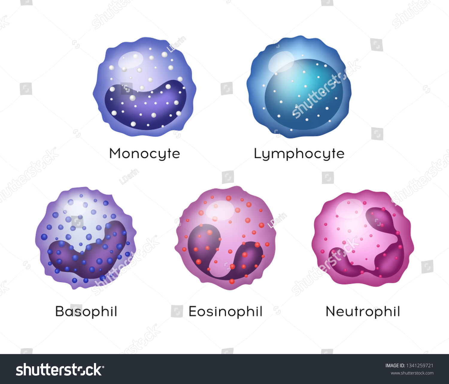 5,833 Neutrophil Images, Stock Photos & Vectors | Shutterstock