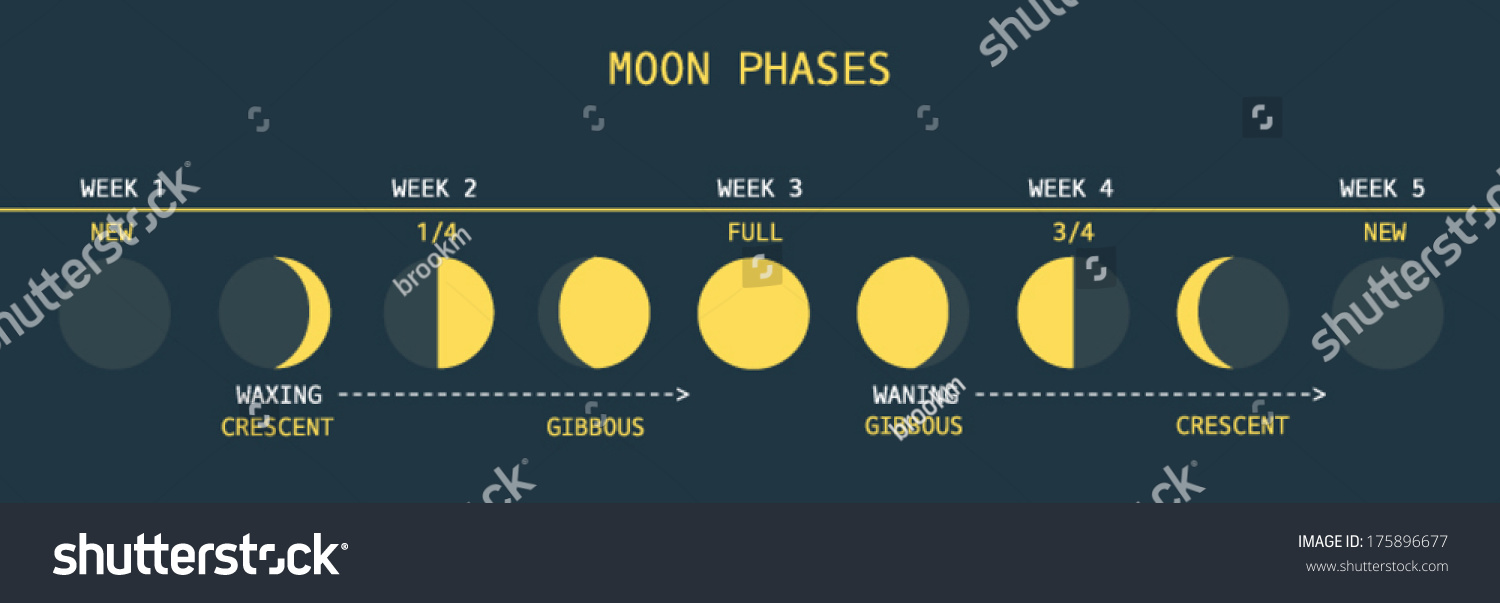 vector-illustration-moon-phases-chart-stock-vektorgrafik-lizenzfrei