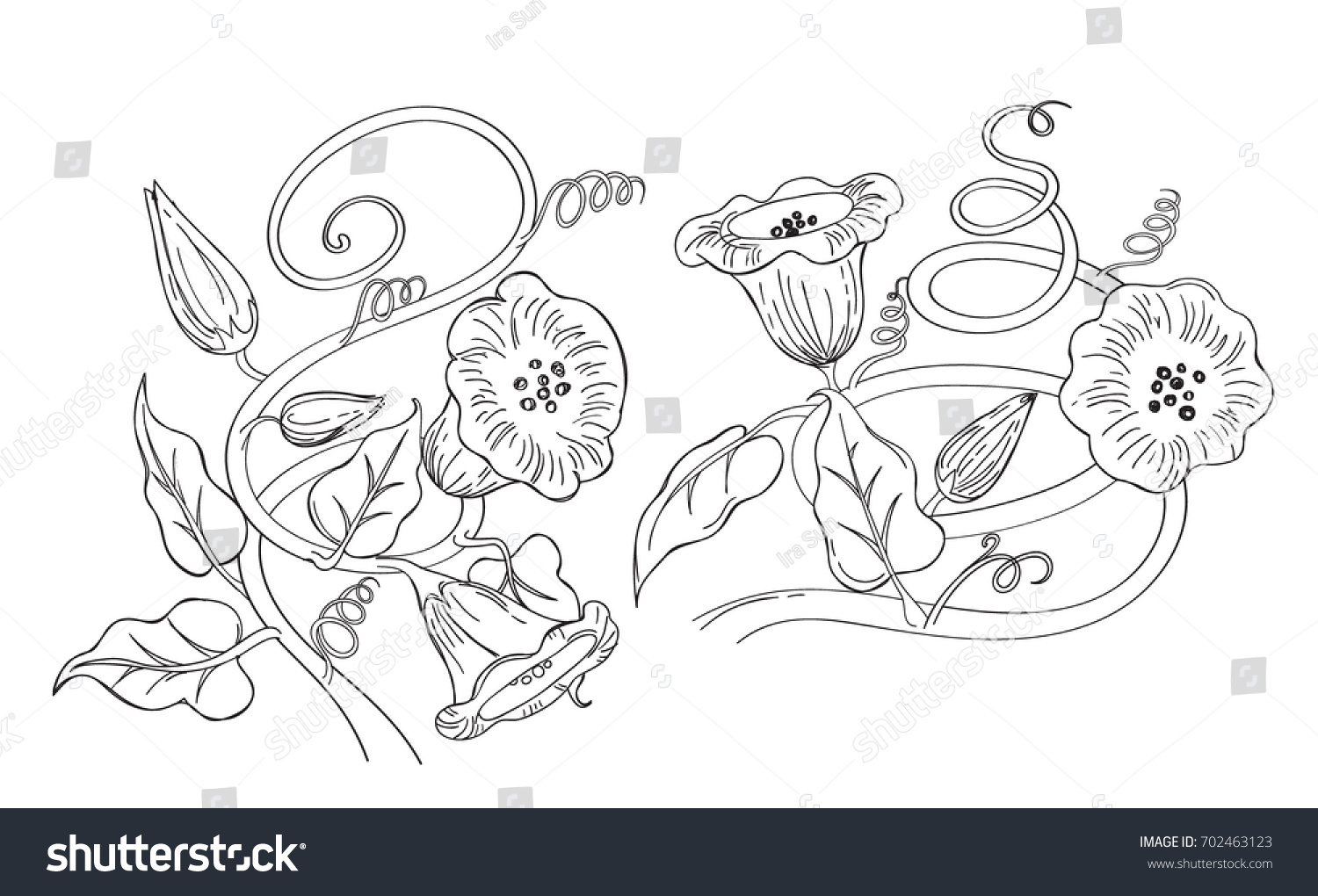 Vector Illustration Morning Glory Flower Sketch Stock Vector 702463123