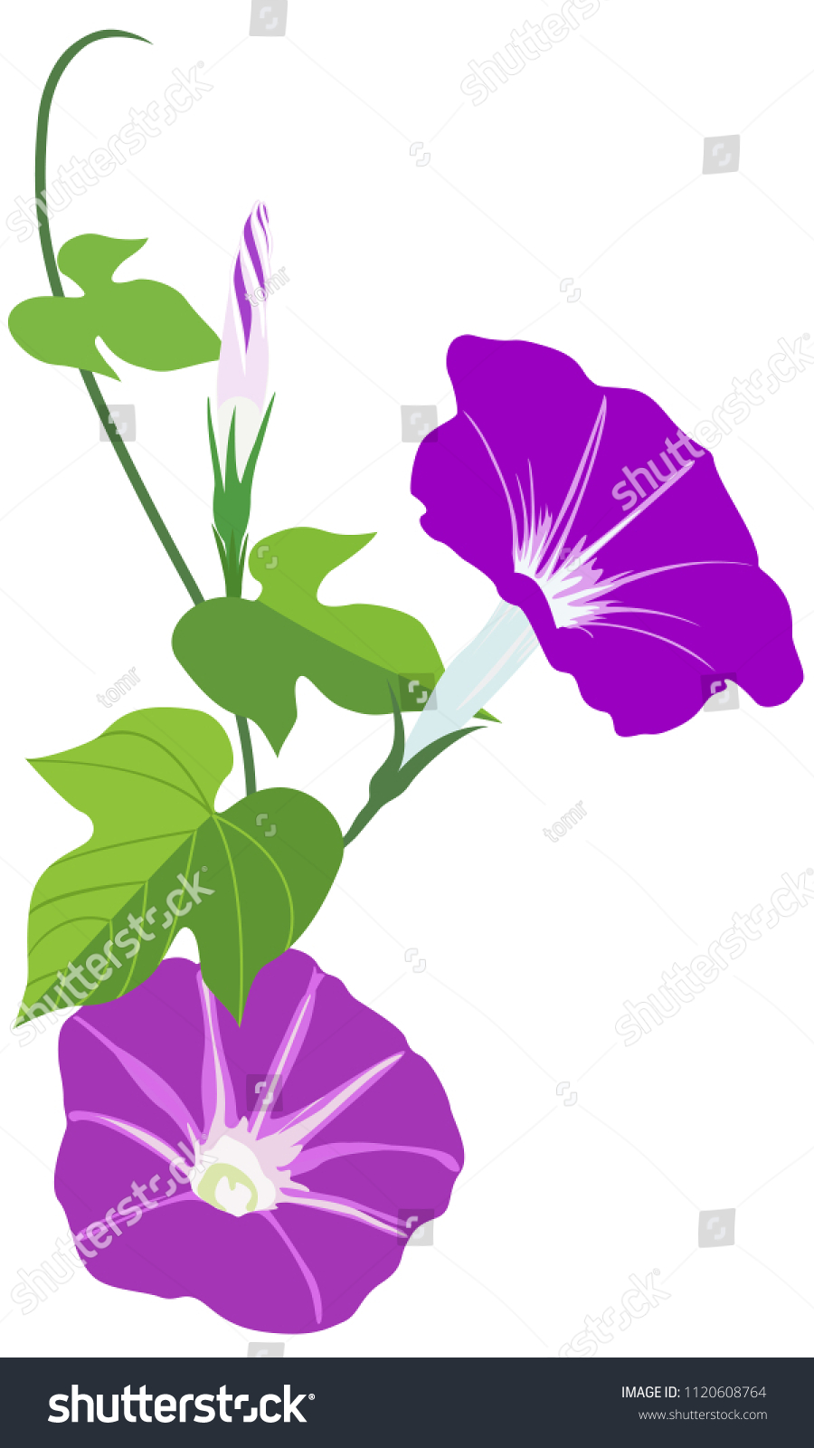 Vector Illustration Morning Glory Flowers Leaves Stock Vector Royalty Free