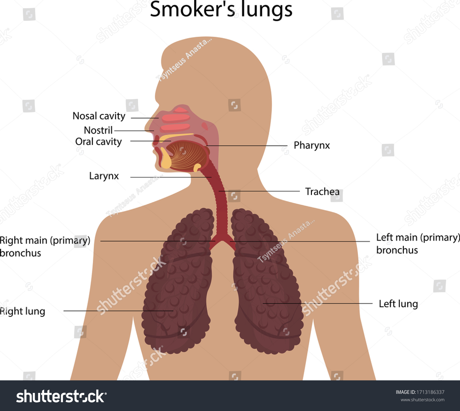 Vector Illustration Respiratory System Structure Smokers Stock Vector ...