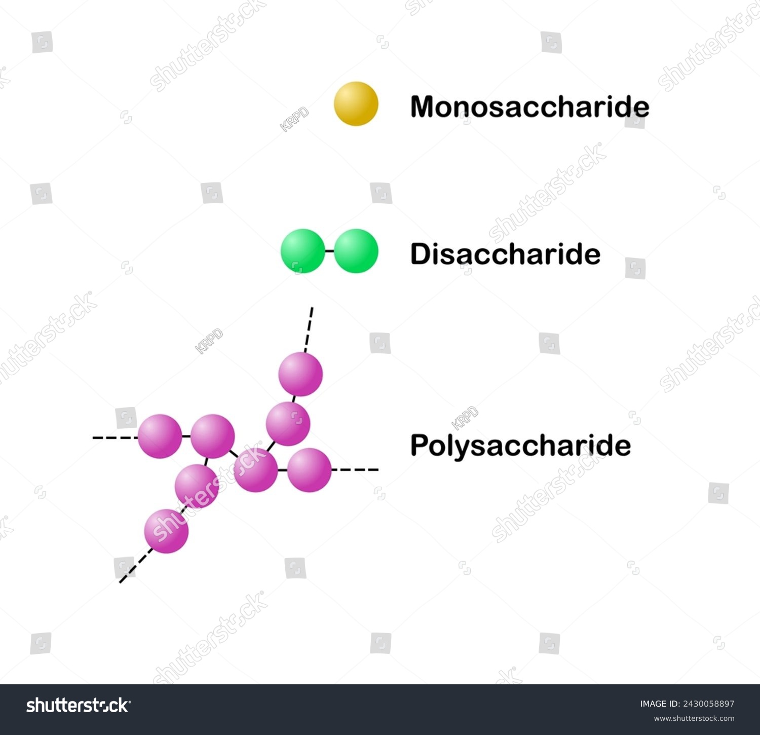 SVG of Vector illustration of scientific designing of differences between monosaccharide, disaccharide and polysaccharide on a white background svg