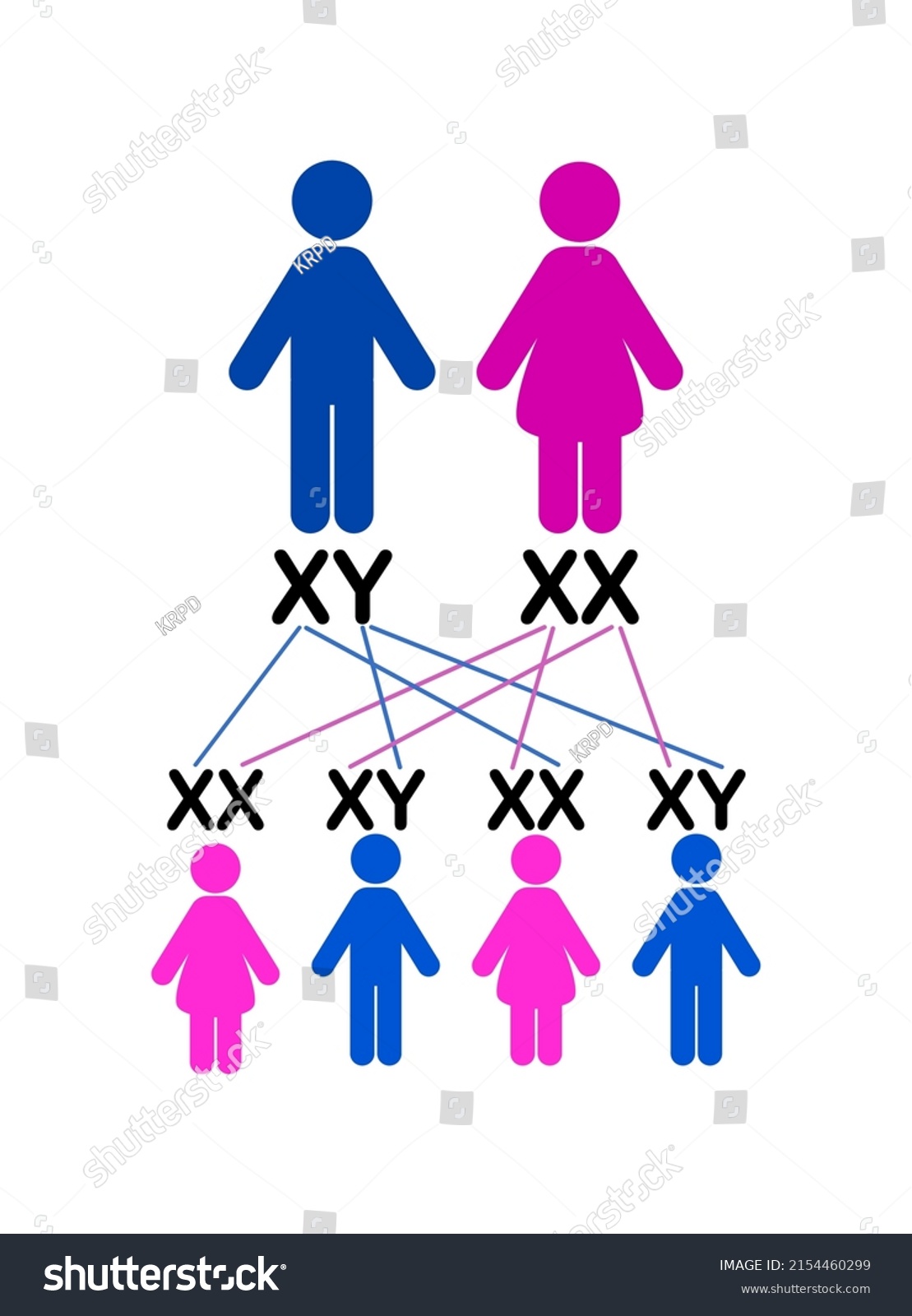 Vector Illustration Sex Determination Humans On Stock Vector Royalty