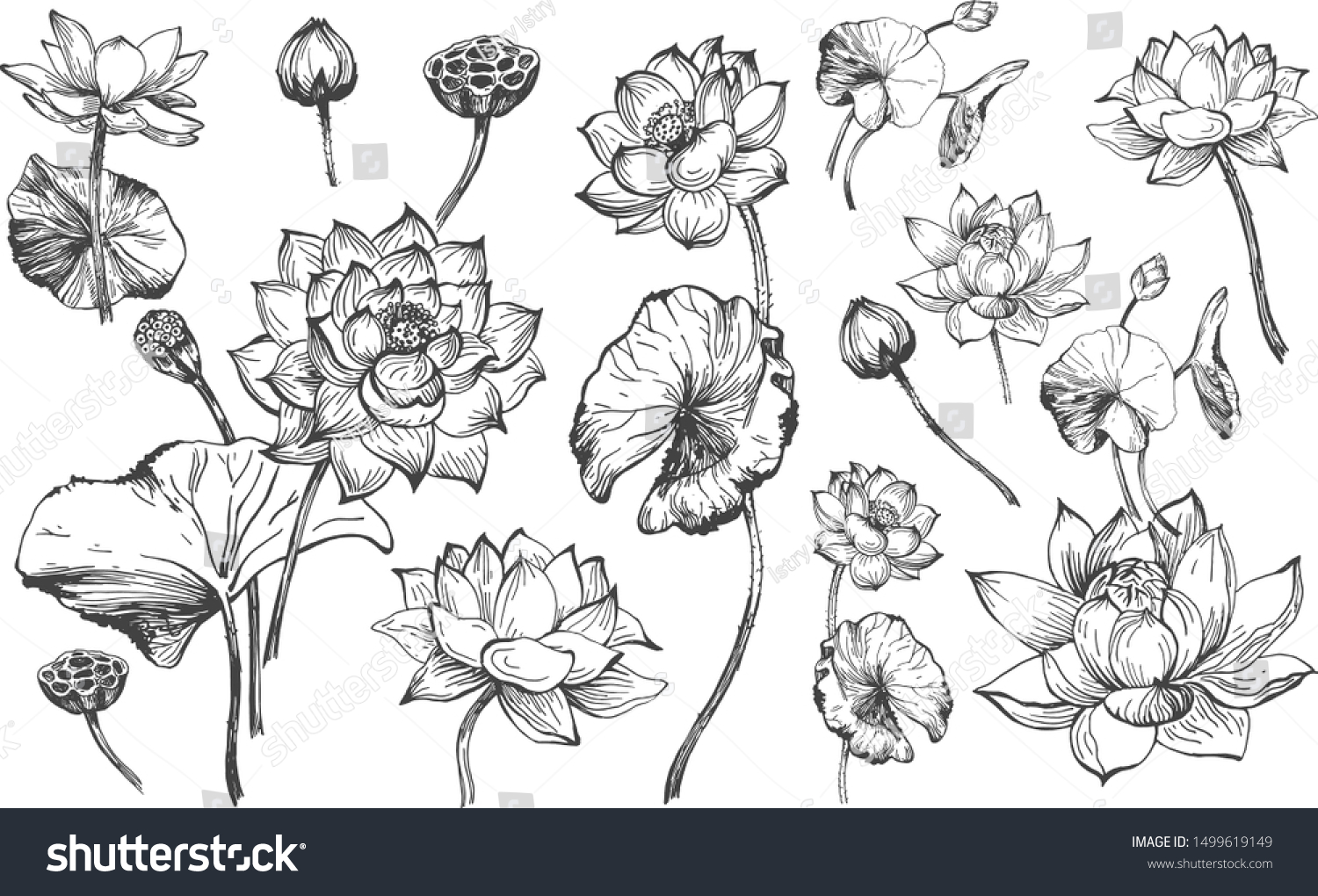 花柄の植物セットのベクターイラスト 蓮の花が咲き 花の芽 芽 葉が異なる角度からグラフィックな白黒のスタイルで描かれている ビンテージ手描きのスタイル のベクター画像素材 ロイヤリティフリー