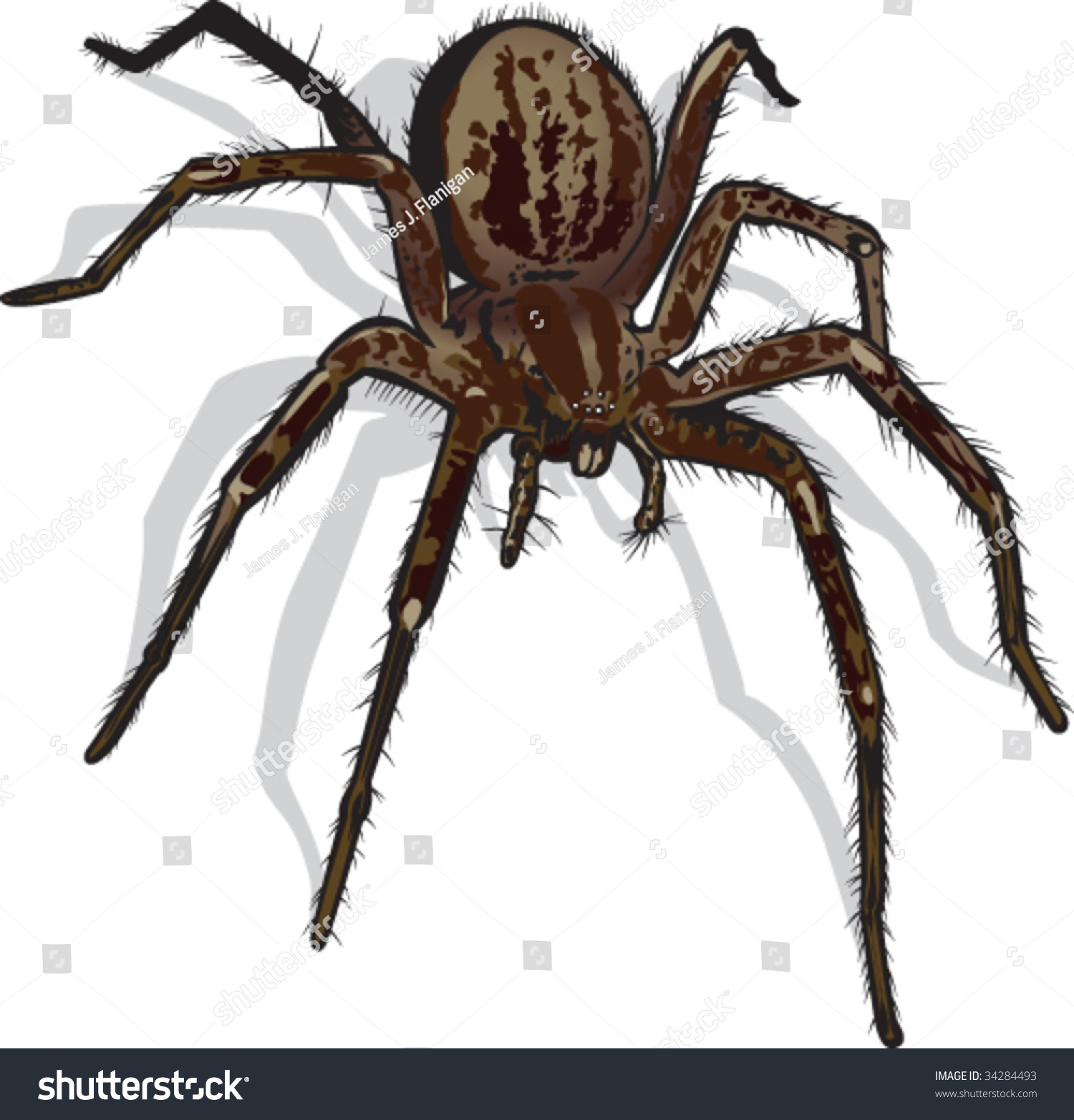 Vector Illustration Of Spider. - 34284493 : Shutterstock