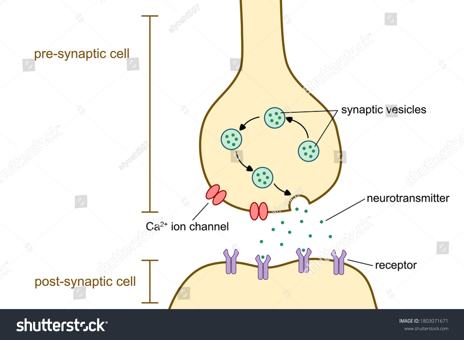 Vektorgrafik Von Synapse Und Neurotransmitter.: Stock-Vektorgrafik ...