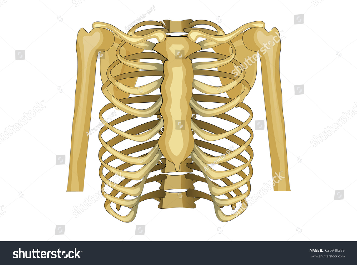 Vector Illustration Chest Upper Shoulder Girdle Stock Vector (Royalty ...