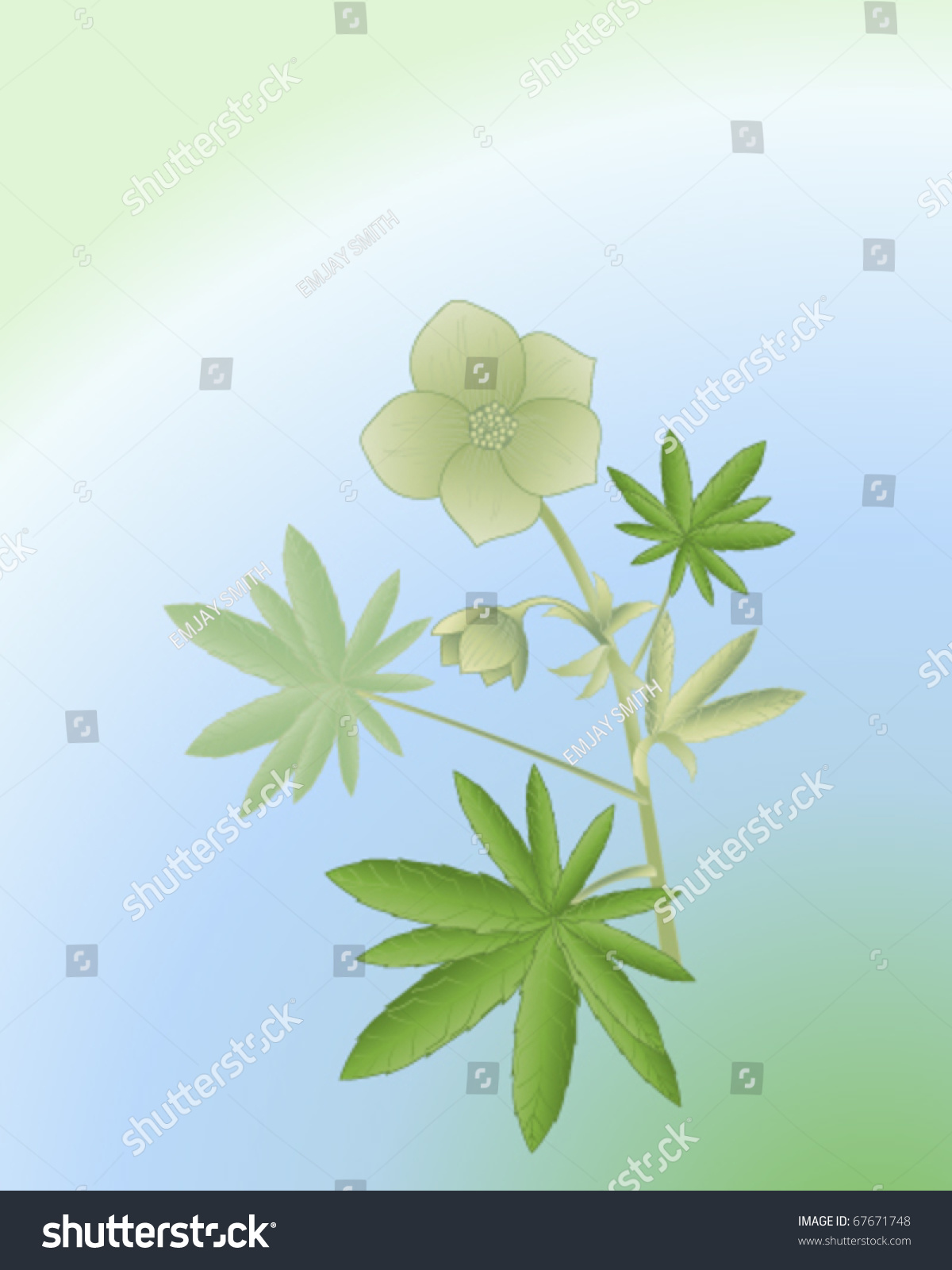 Vector Illustration Leaves Flowers Green Hellebore Stock Vector Royalty Free