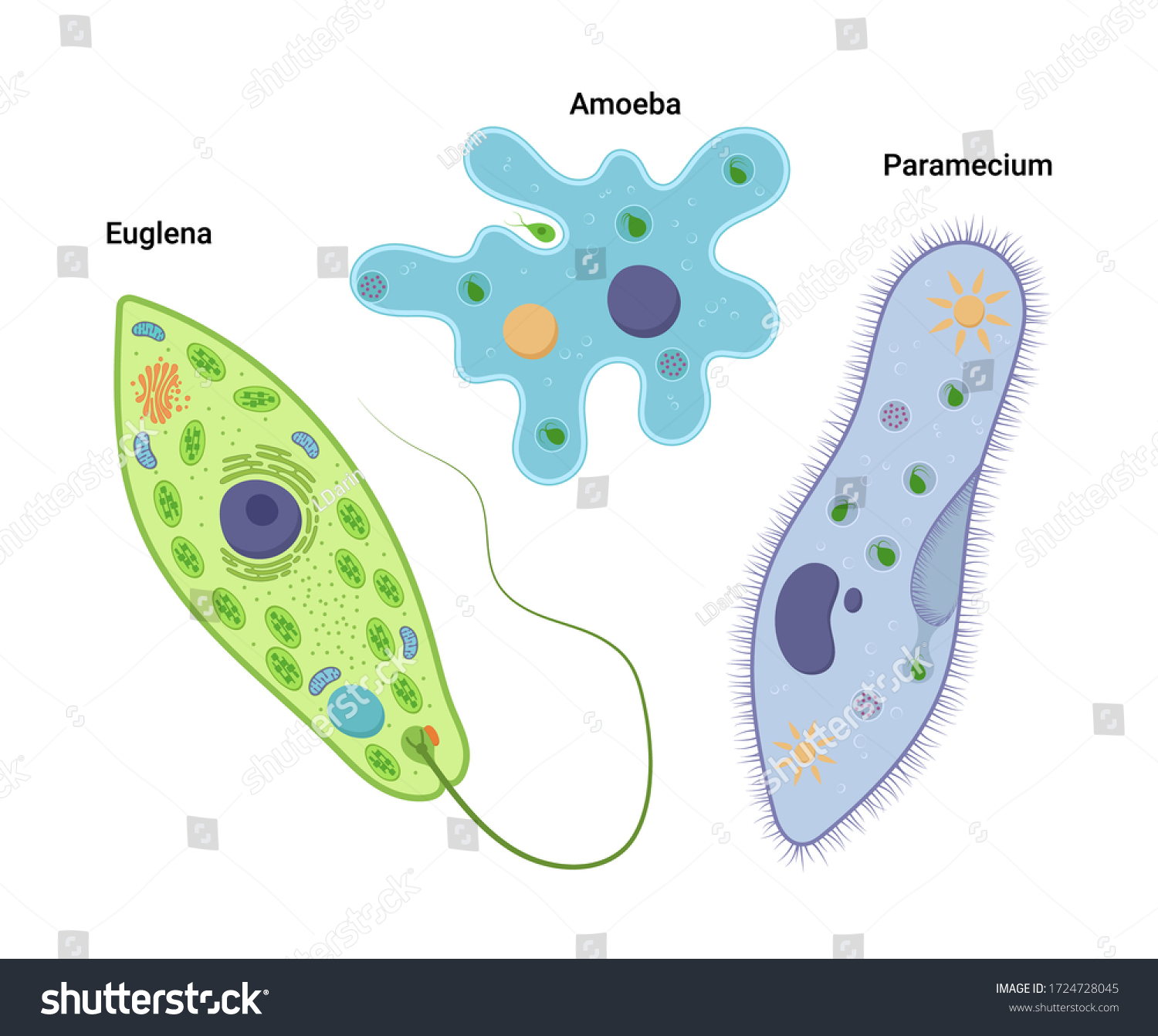 Unicellular Organisms Images Stock Photos Vectors Shutterstock